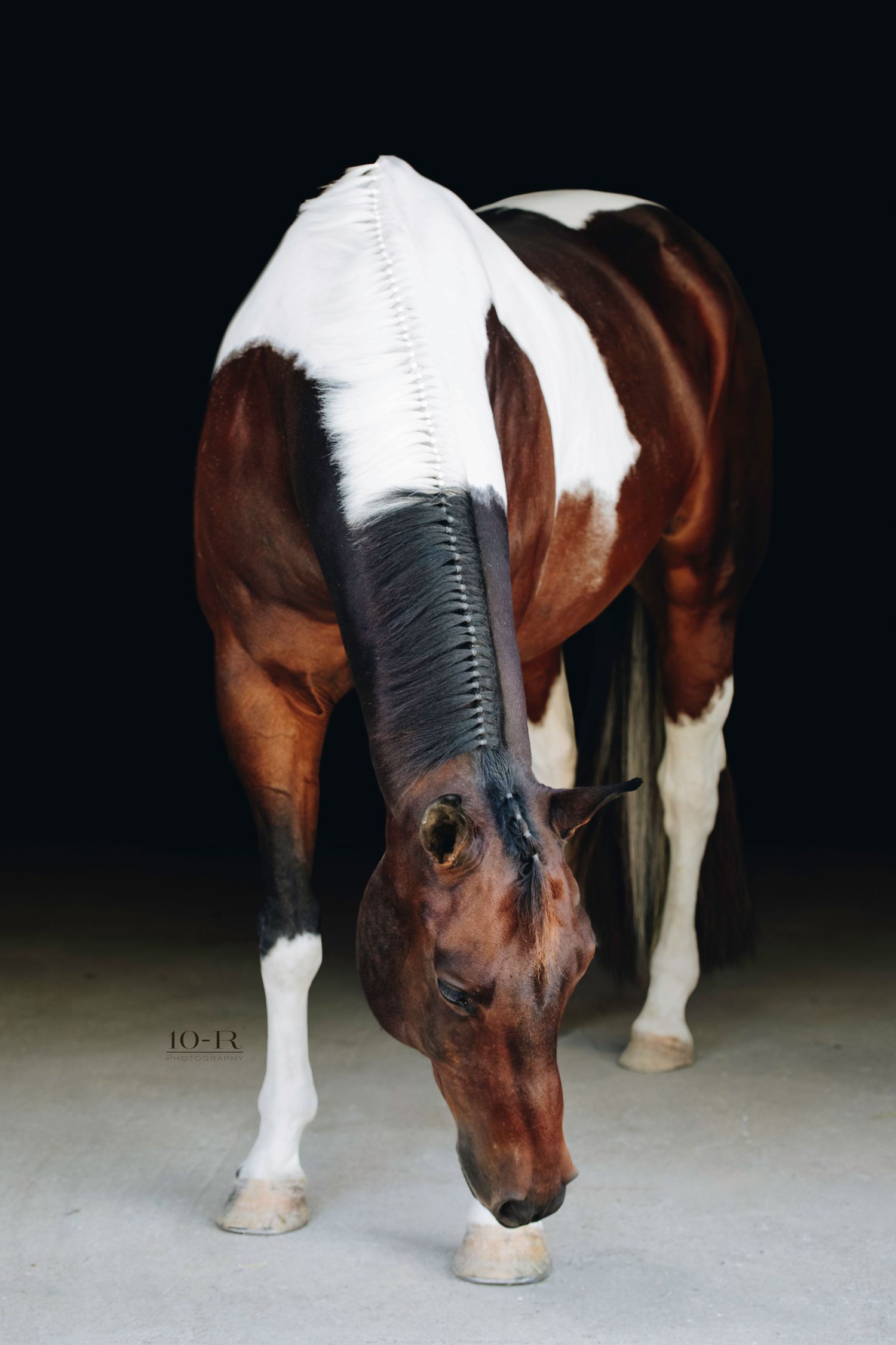 Paint horse with distinctive brown and white markings bends down in studio lighting.