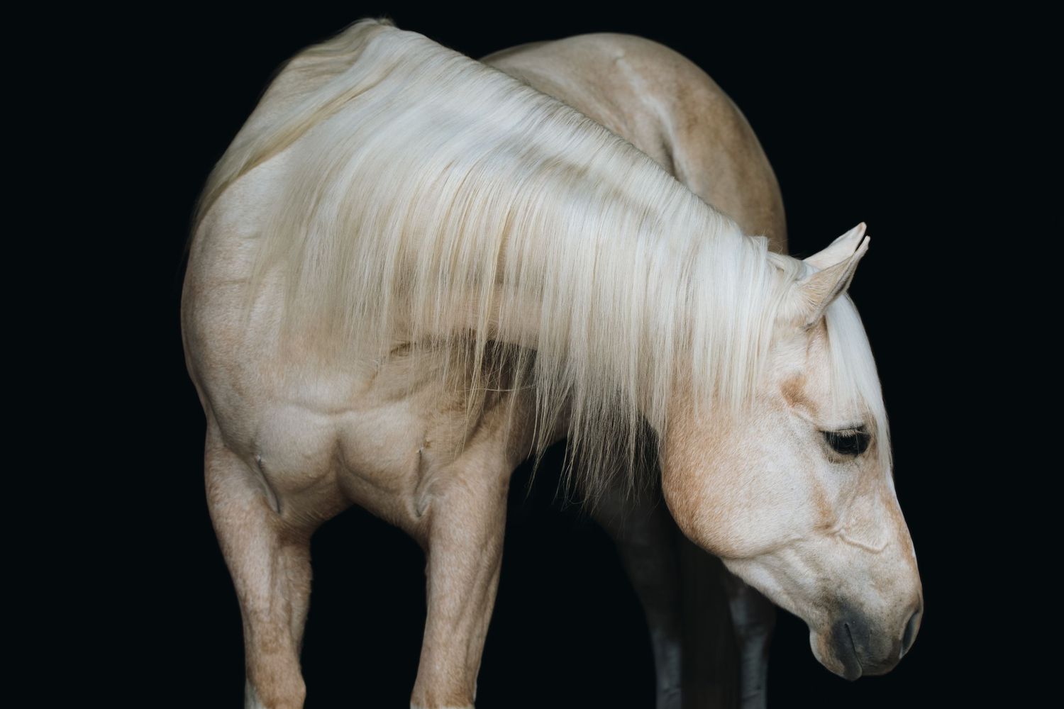 White horse with flowing mane shown in artistic side view against dark backdrop.