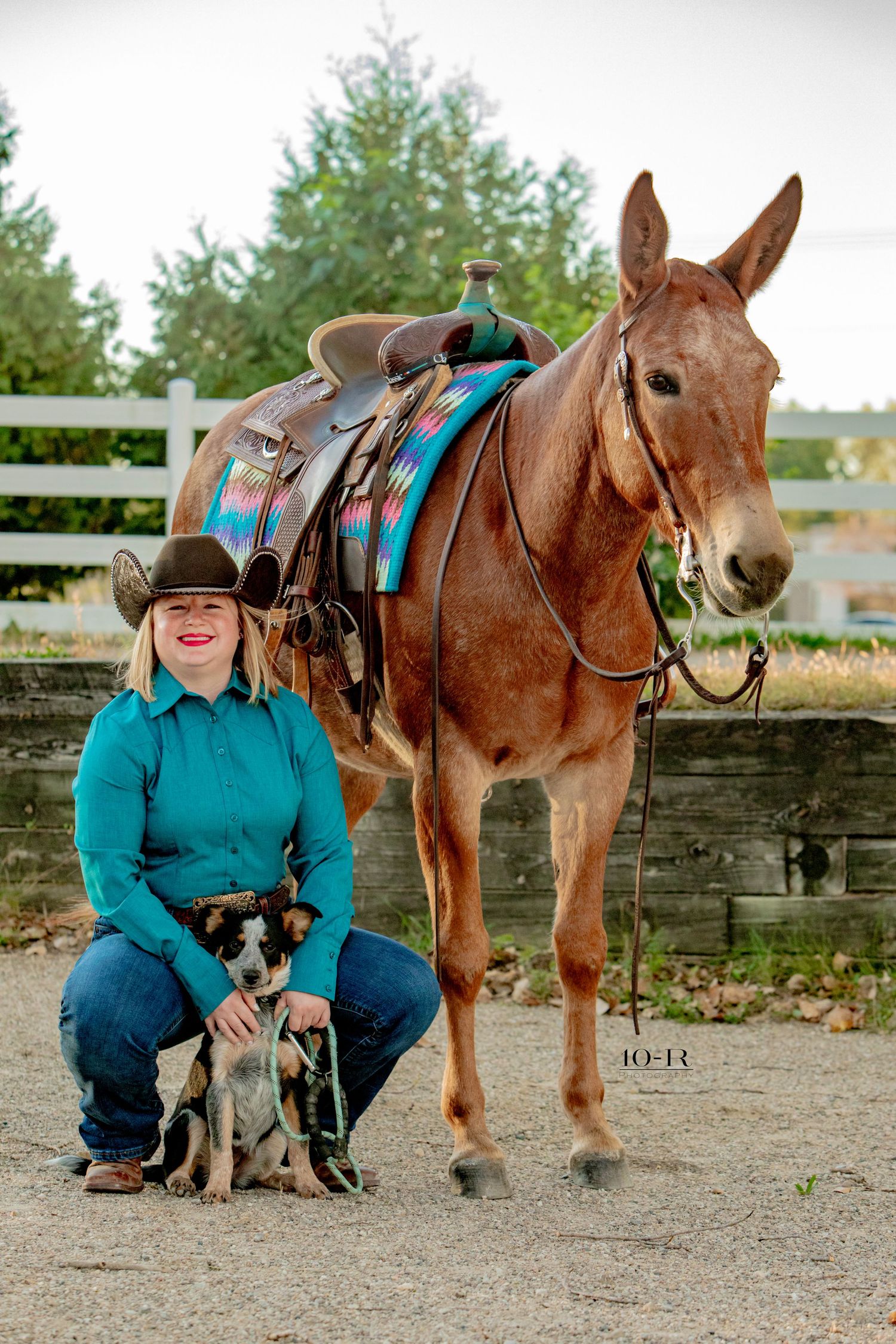 A saddled brown horse stands in a paddock with a stone wall and white fence visible in the background.