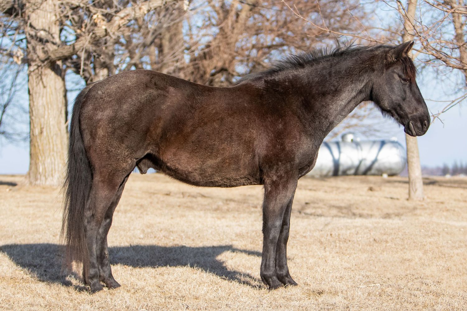 A black horse stands in profile on dry winter ground with bare trees in background.