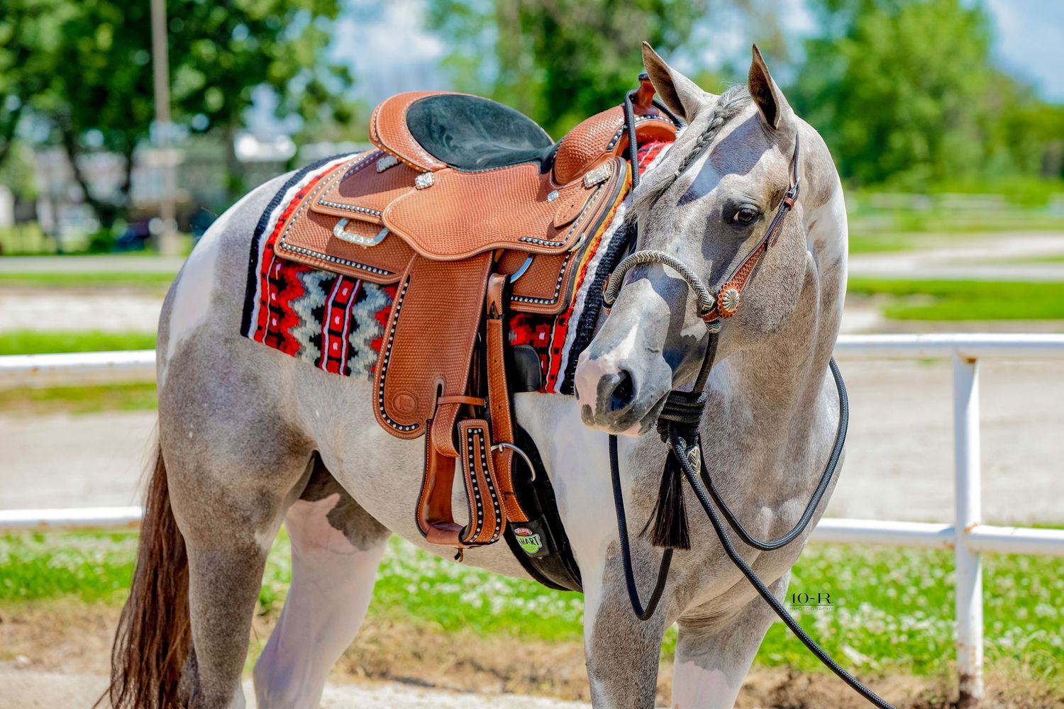 Two gray horses wearing saddles and riding gear stand side by side in an outdoor arena setting.