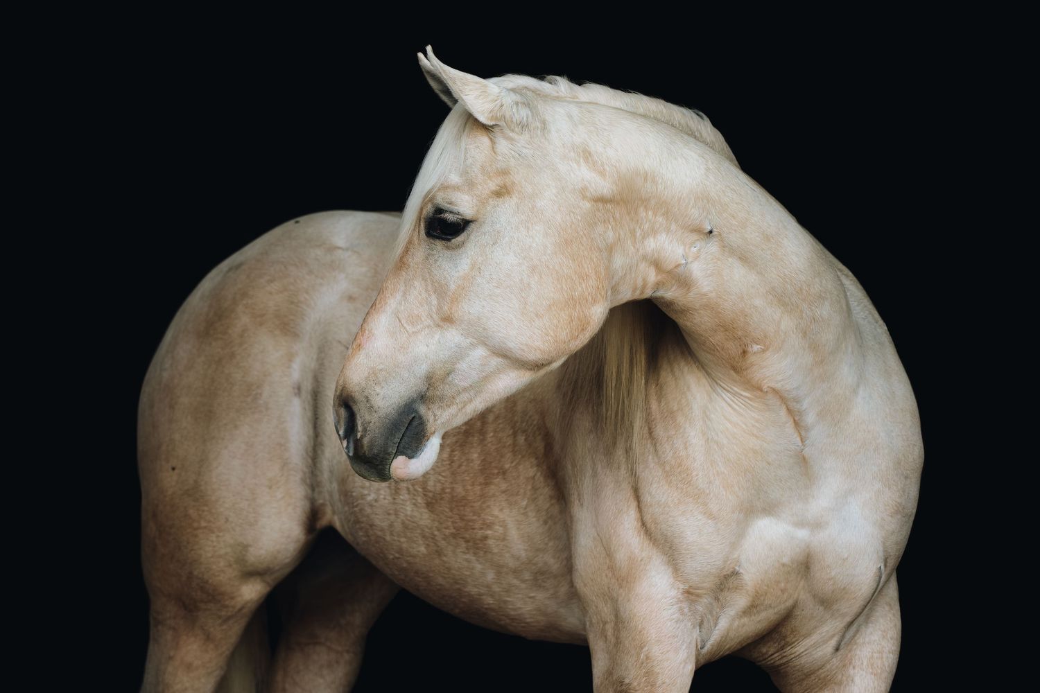 Close-up profile view of a white horse's head and neck against a black background.
