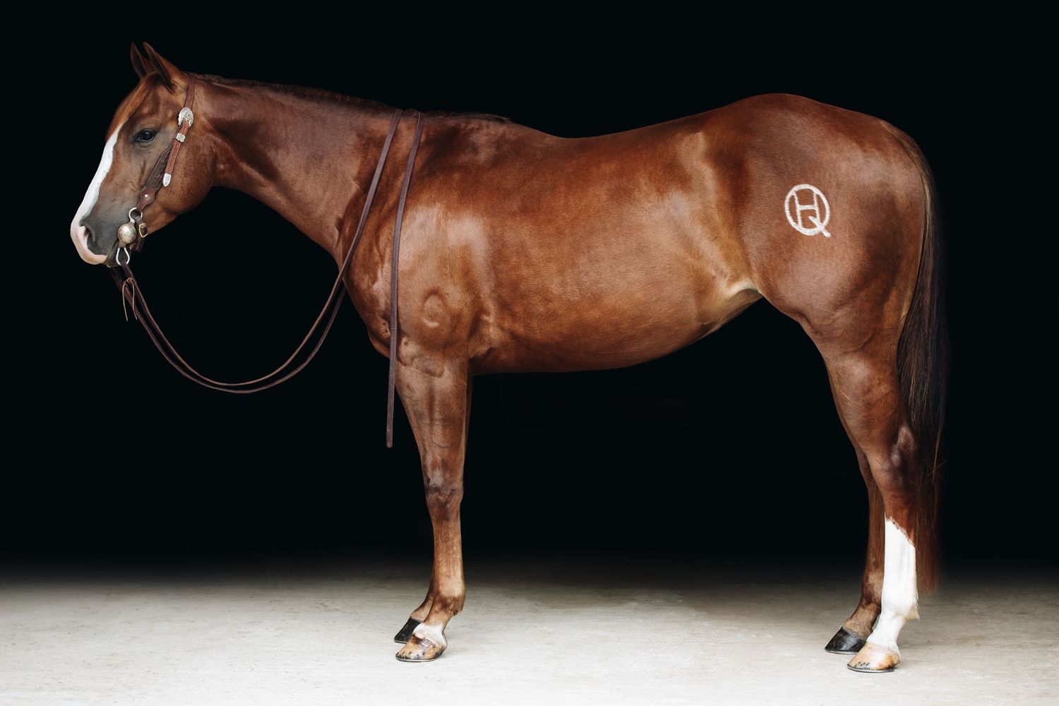 Side view of a chestnut quarter horse with white markings on black background.