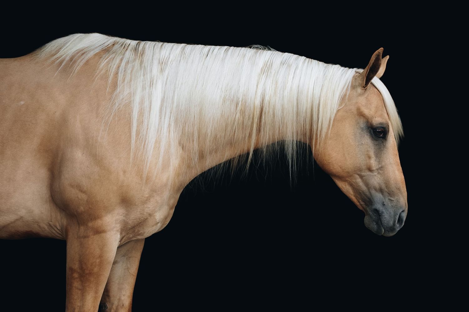 Profile view of a palomino horse with a white mane against a black background.