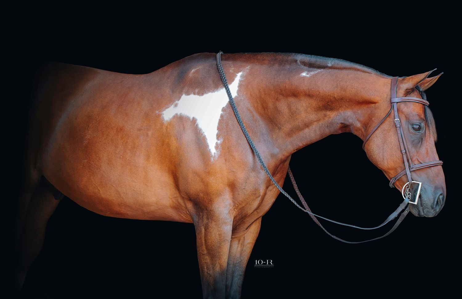 Side view of a chestnut horse in motion against dark background.