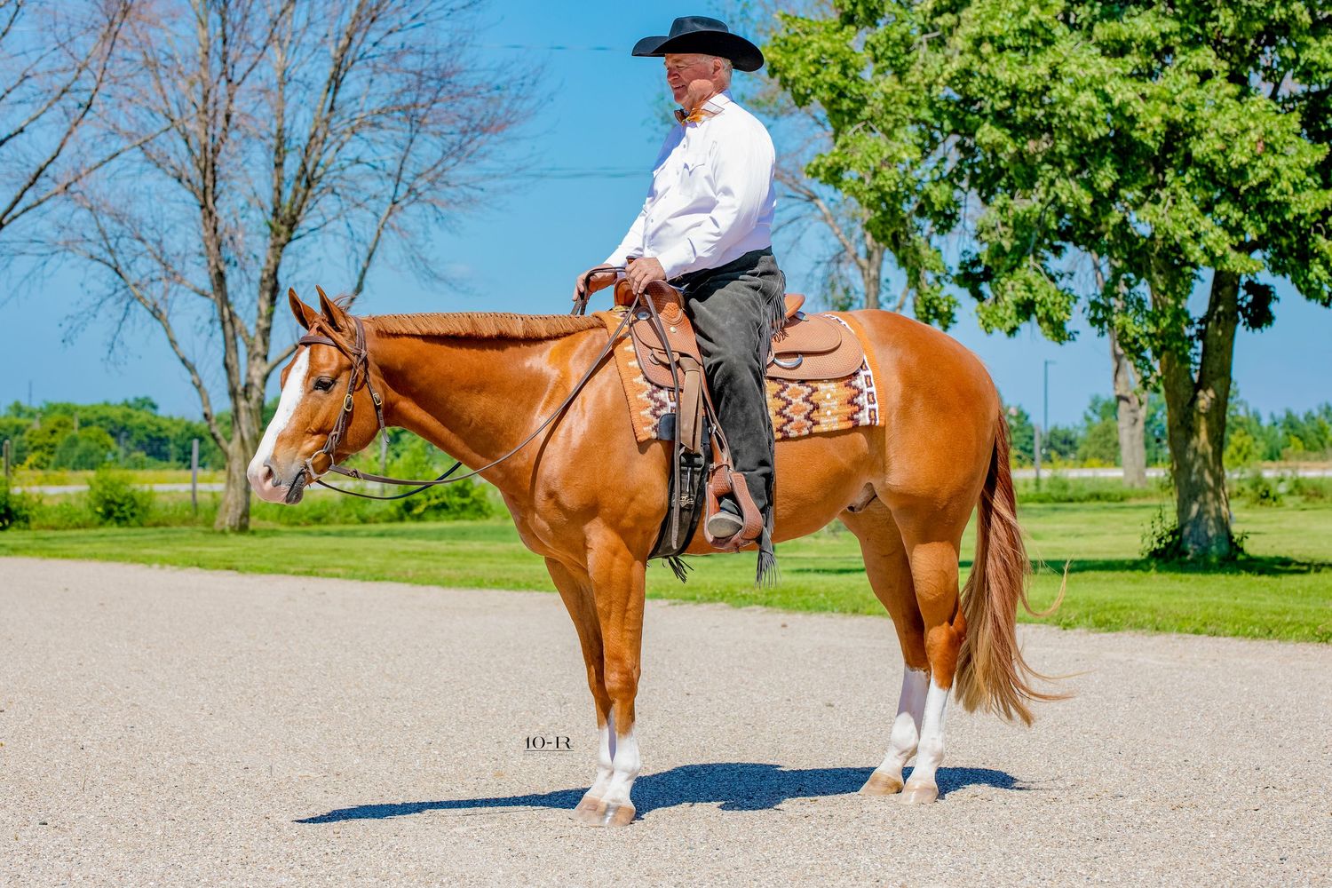 A brown horse with riders stands in a sandy riding arena on a sunny day with green trees in the background.