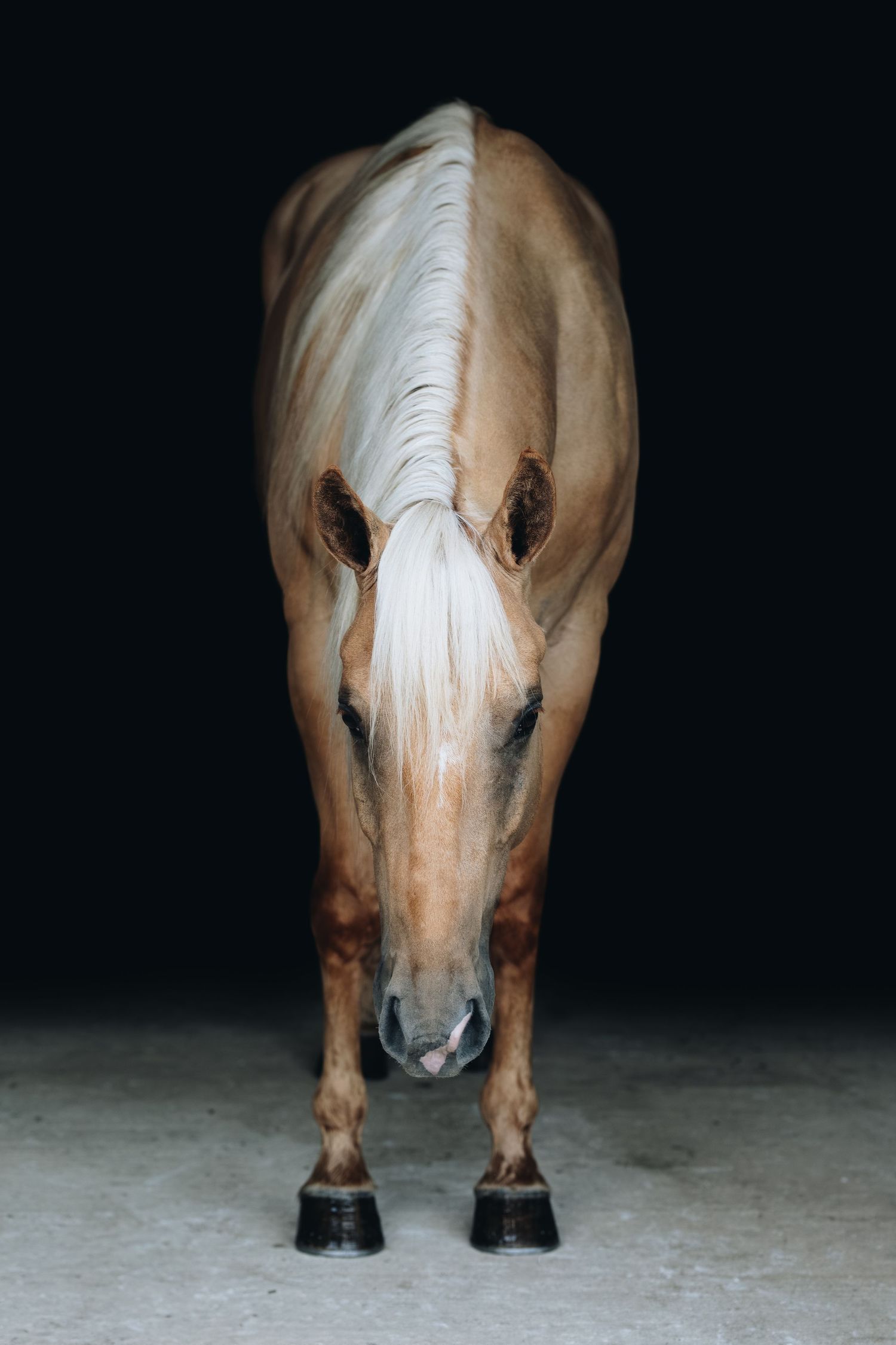 Front view of a palomino horse with white mane against dark background.