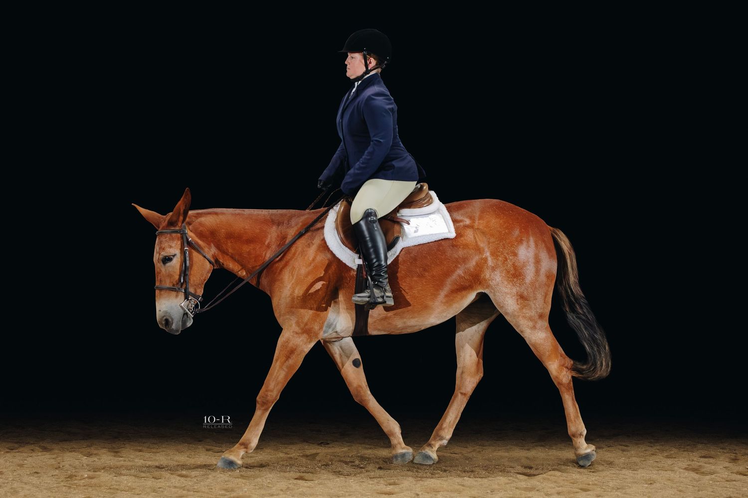 Chestnut horse performing in an equestrian competition ring.