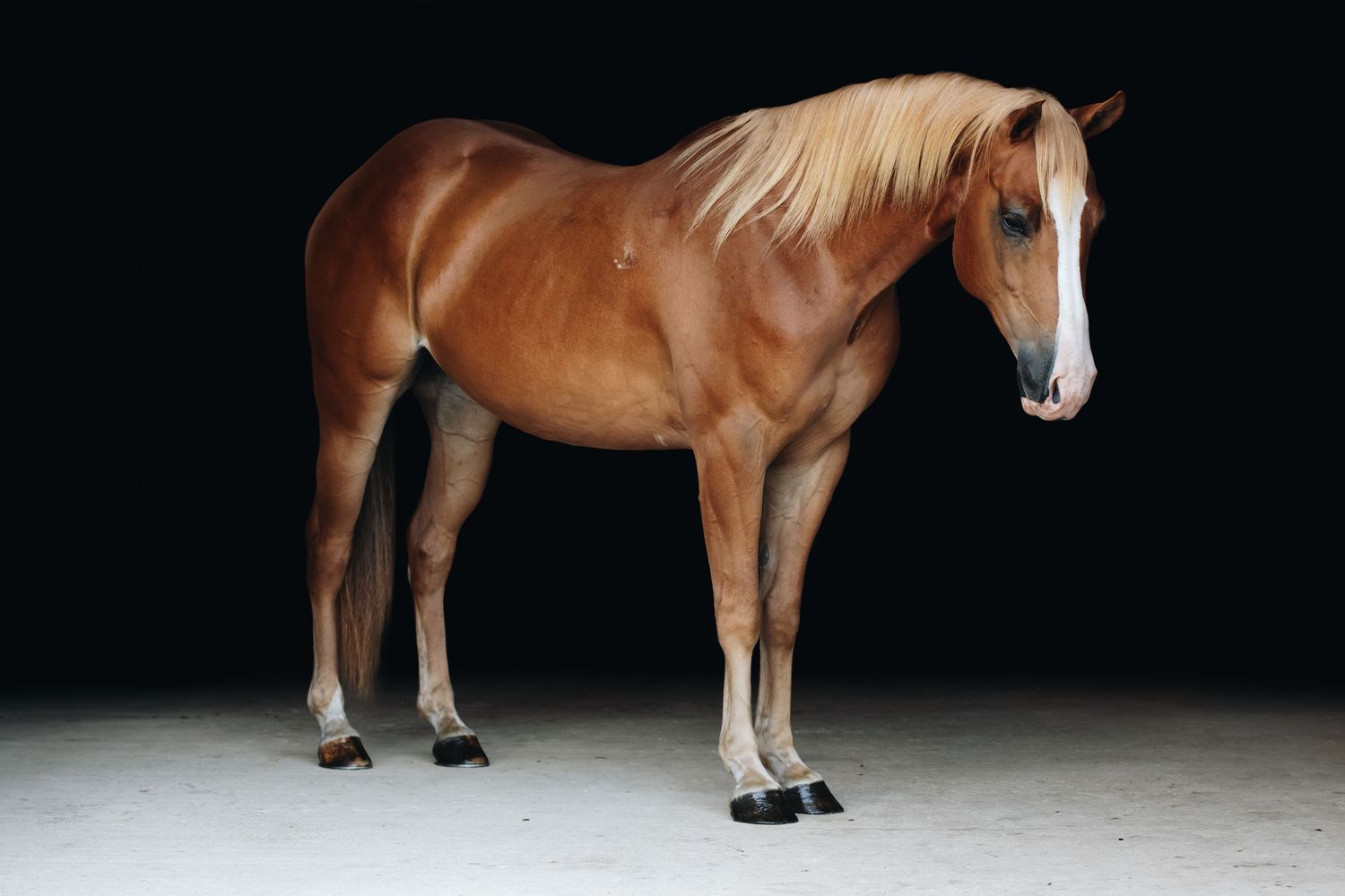 A chestnut horse with white markings stands in profile against a black background.