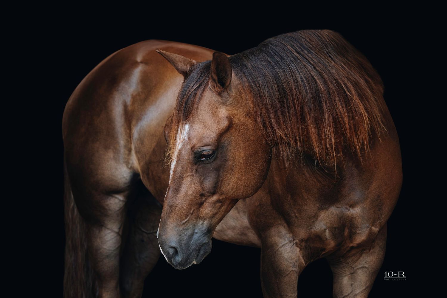 Majestic chestnut horse shown in multiple profile views against a dark background displaying its muscular build and grace.