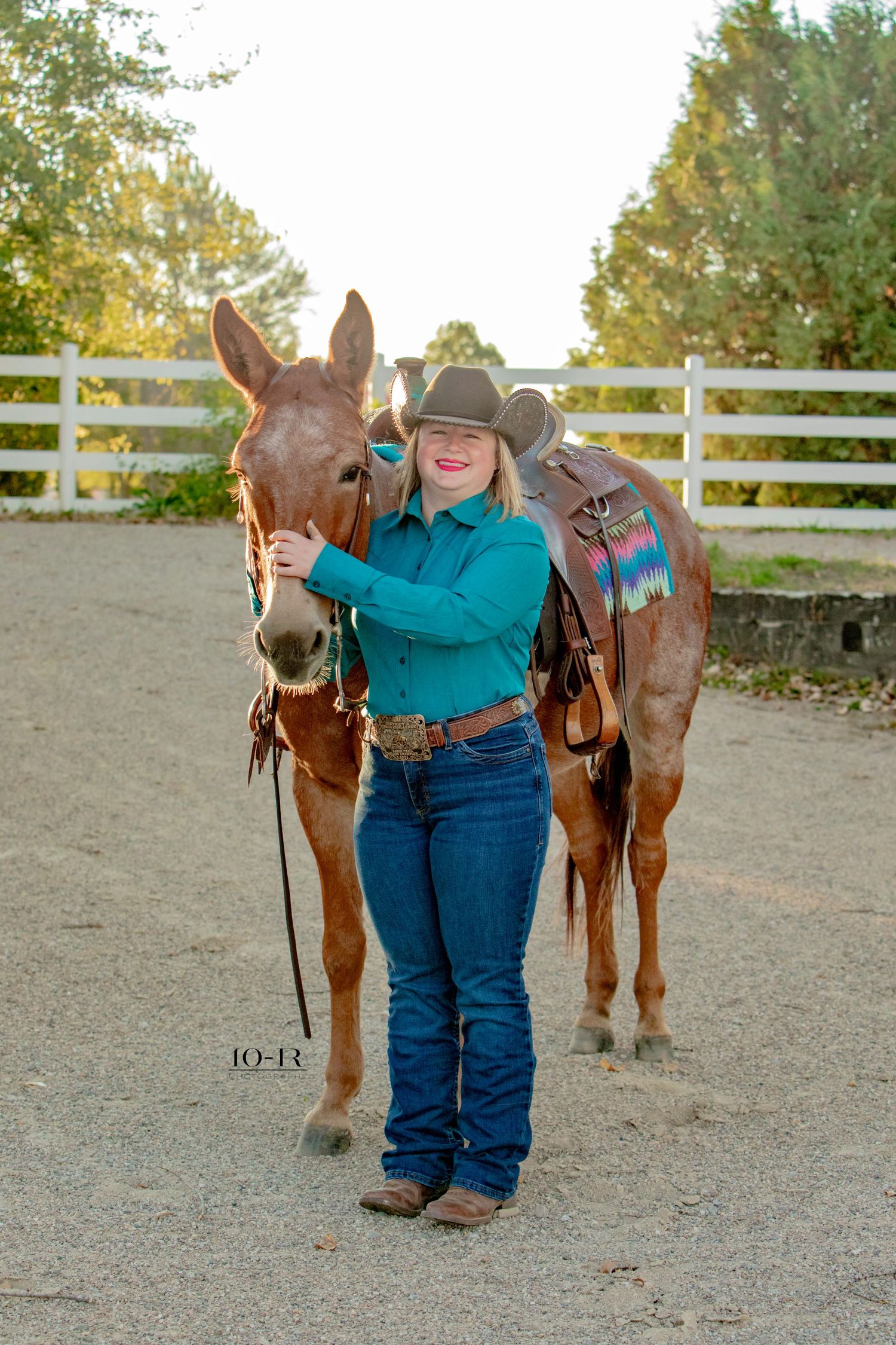 A brown horse with saddle stands in a fenced paddock area while being photographed in a series of outdoor shots.