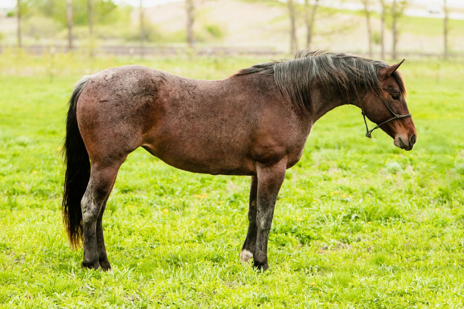 A dappled brown horse stands in profile on lush green grass.