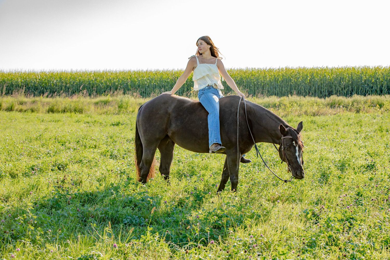 A black horse grazes in a lush green field with a bright yellow canola field in the background.