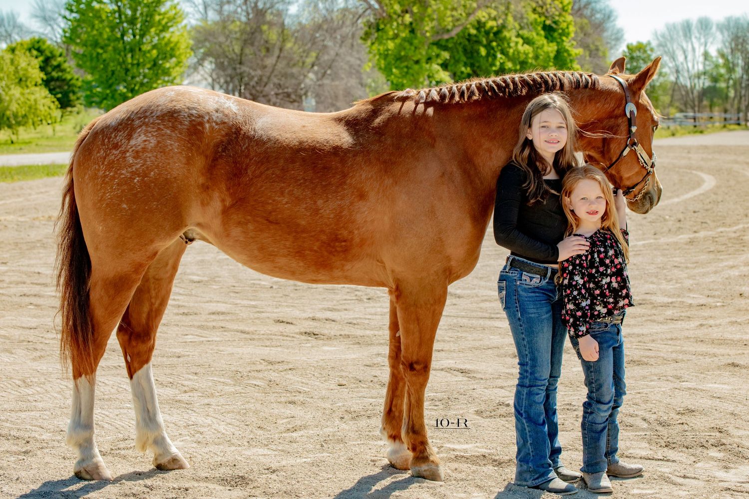 A beautiful chestnut horse stands with companions on a dirt path surrounded by spring greenery.