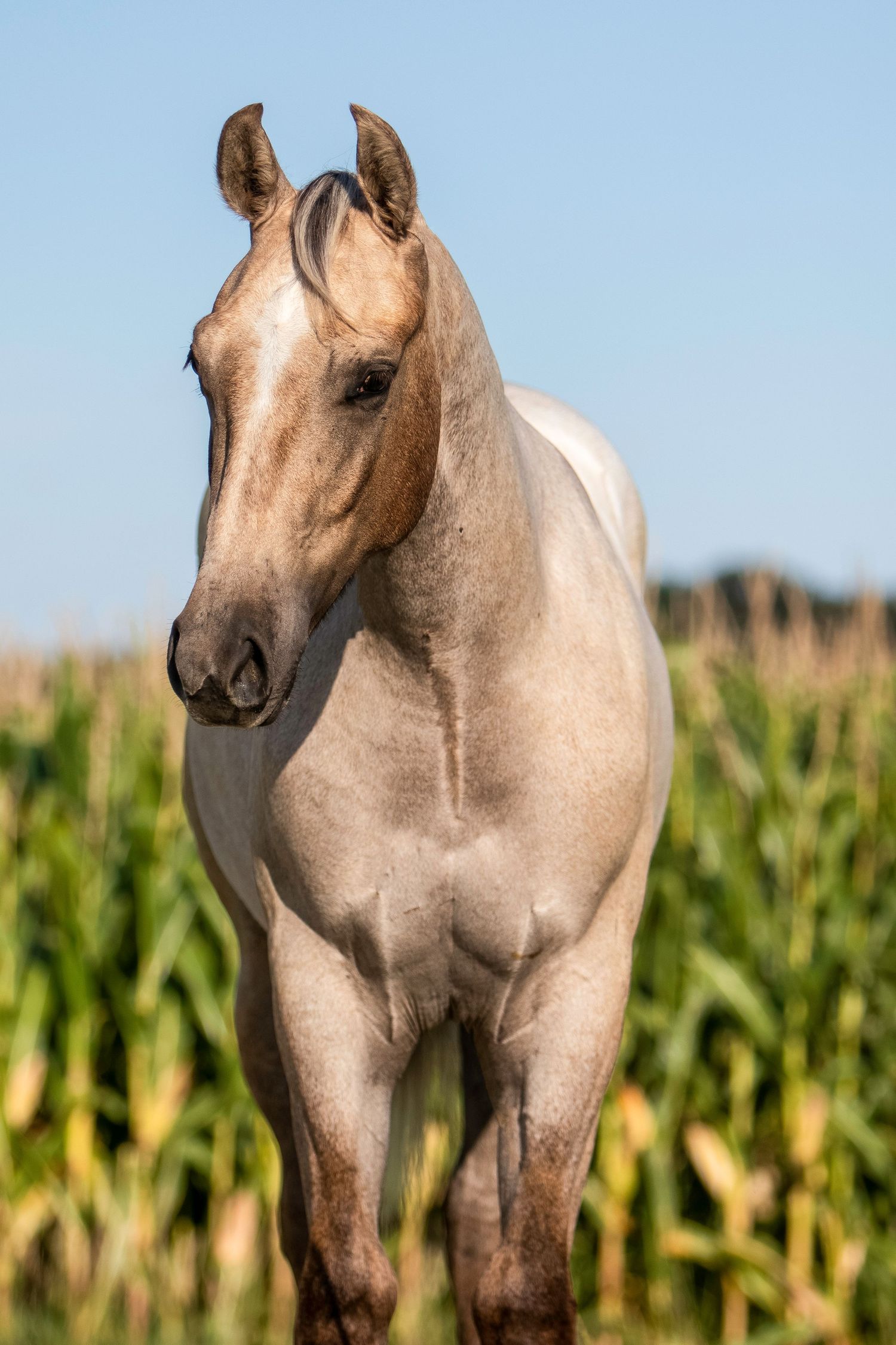 Beige horse standing alert in front of a cornfield on a sunny day.