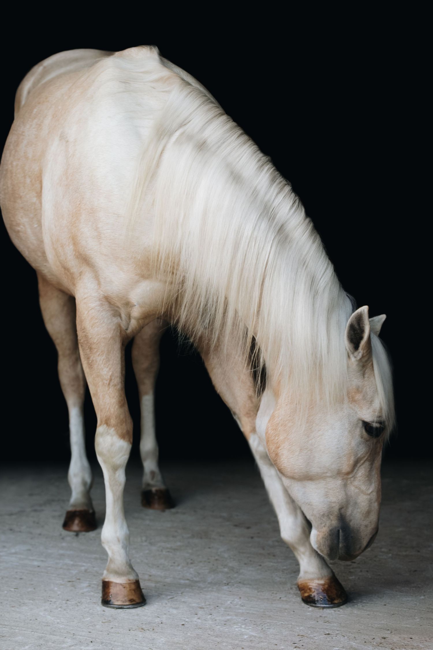 Graceful palomino horse with flowing white mane bending down on concrete floor.