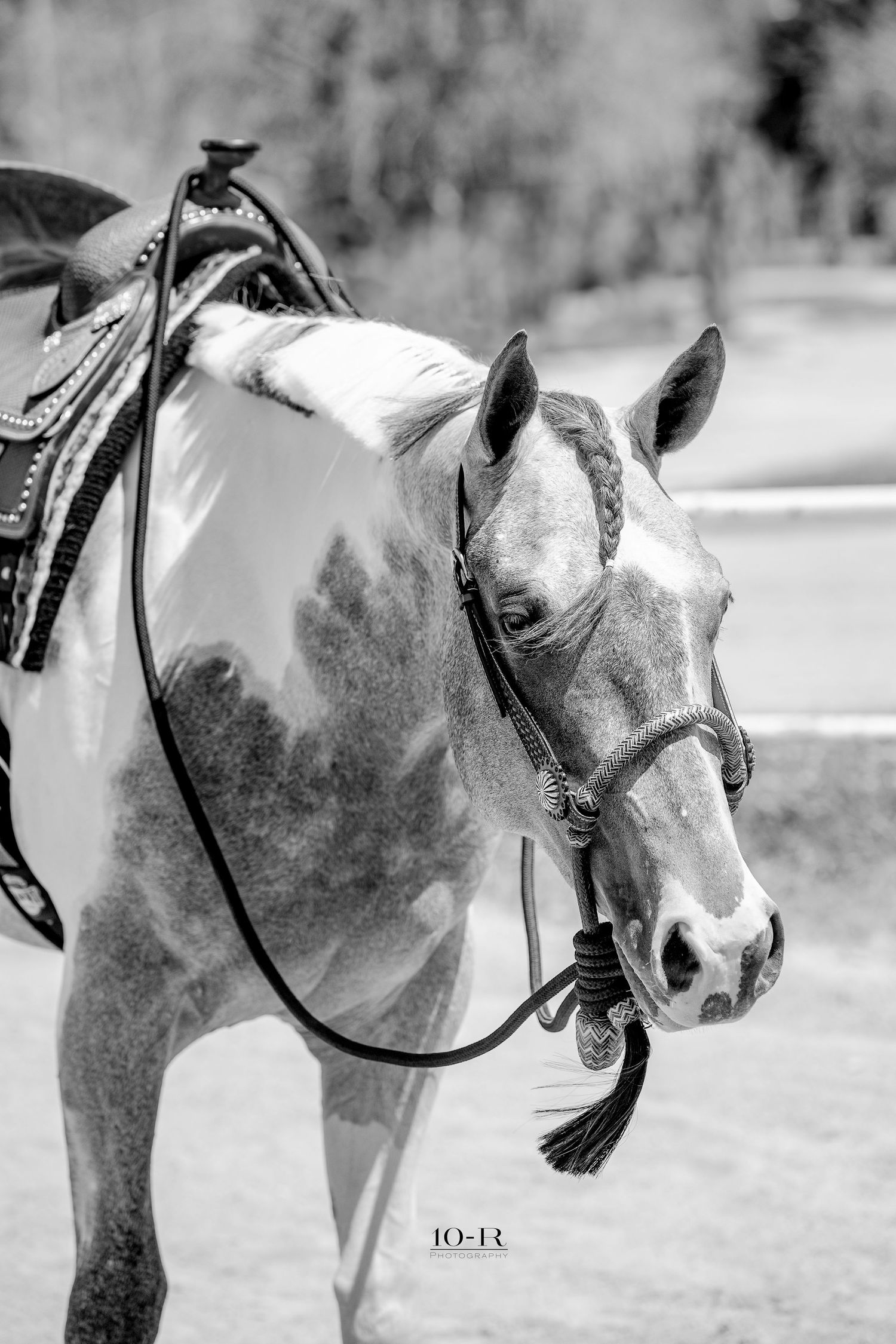 Close-up black and white sequence of a horse's head from different angles showing its profile and facial features.