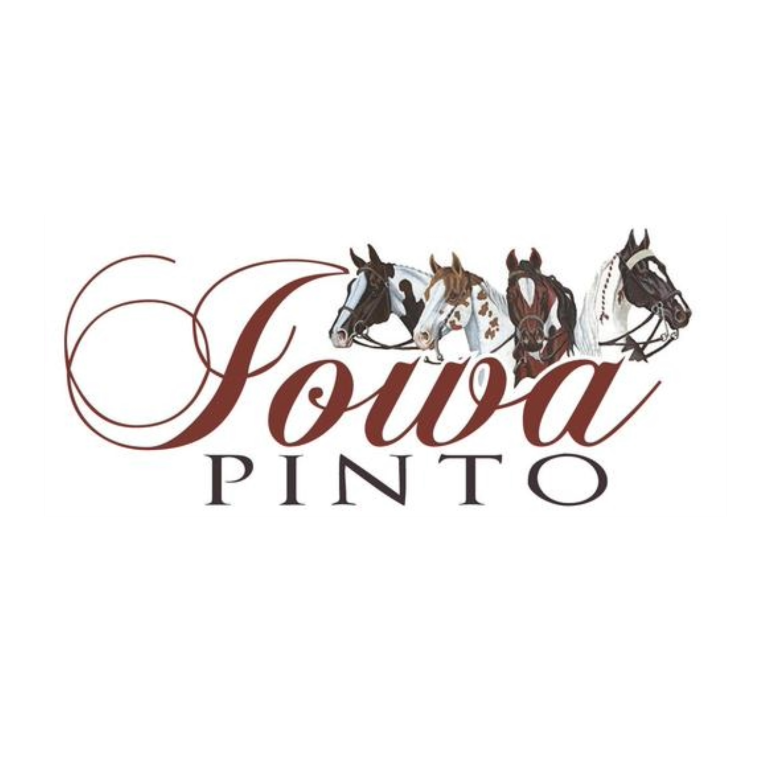 A decorative logo design featuring stylized horses and the word 'Pinto' in elegant cursive typography.