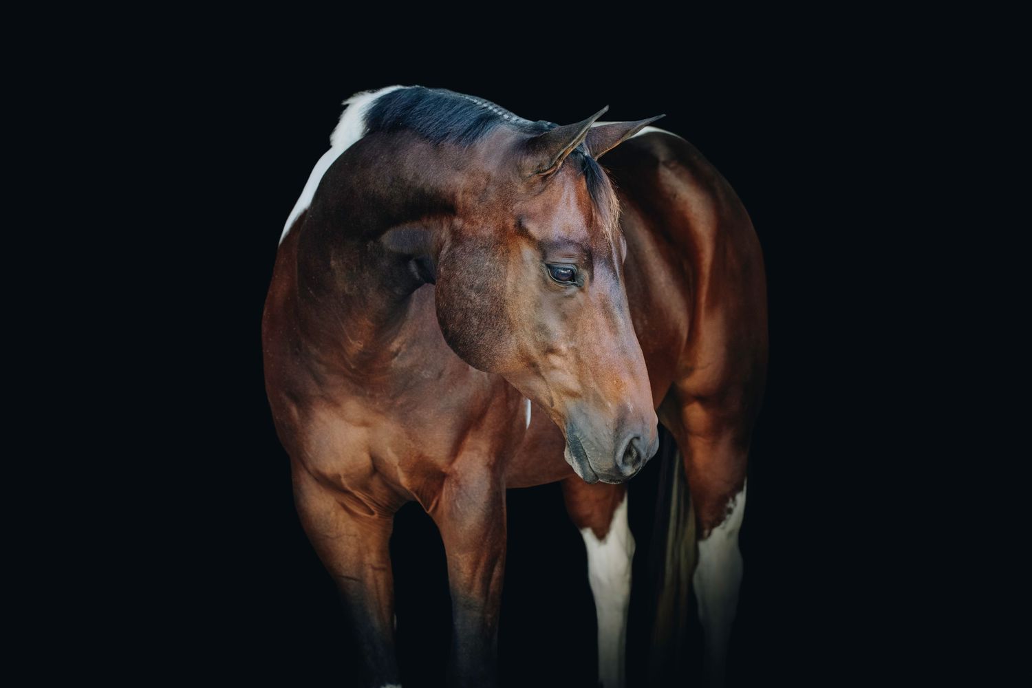 A dark brown horse stands in profile view against a black background showing its muscular form and stance.