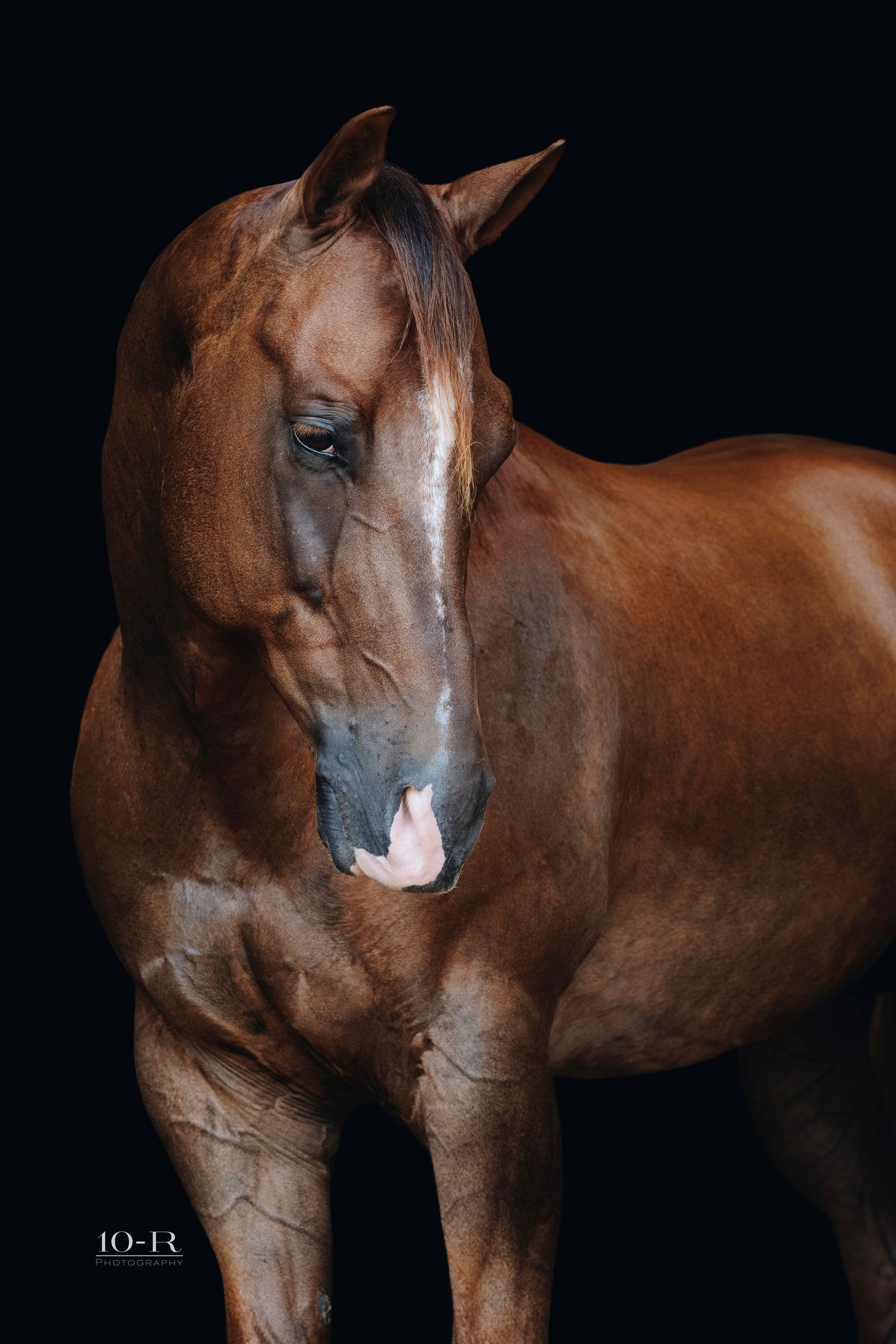 Majestic chestnut horse with white blaze standing against black background in dramatic studio portrait.