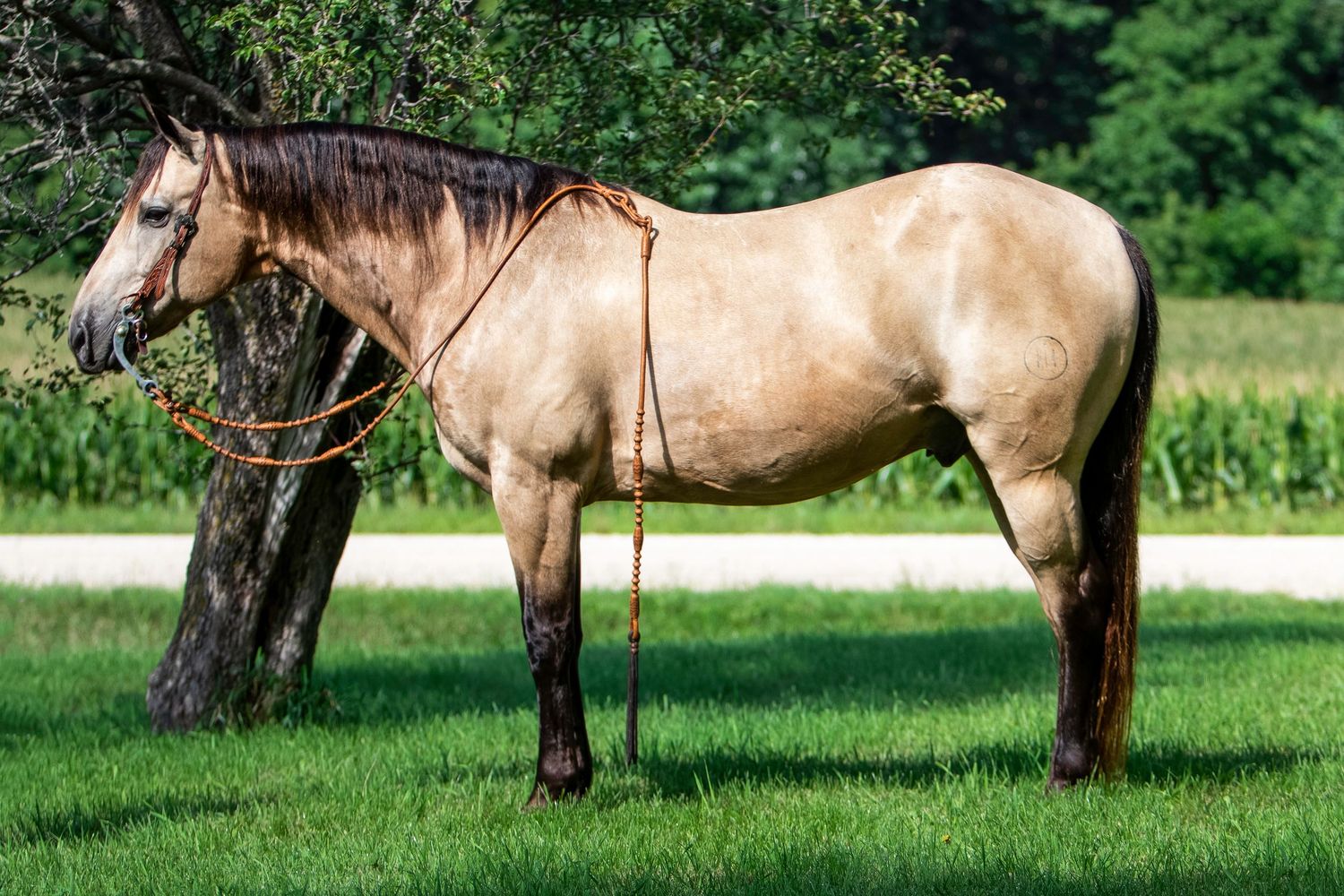 A buckskin horse with dark points stands in profile on grassy terrain near trees.