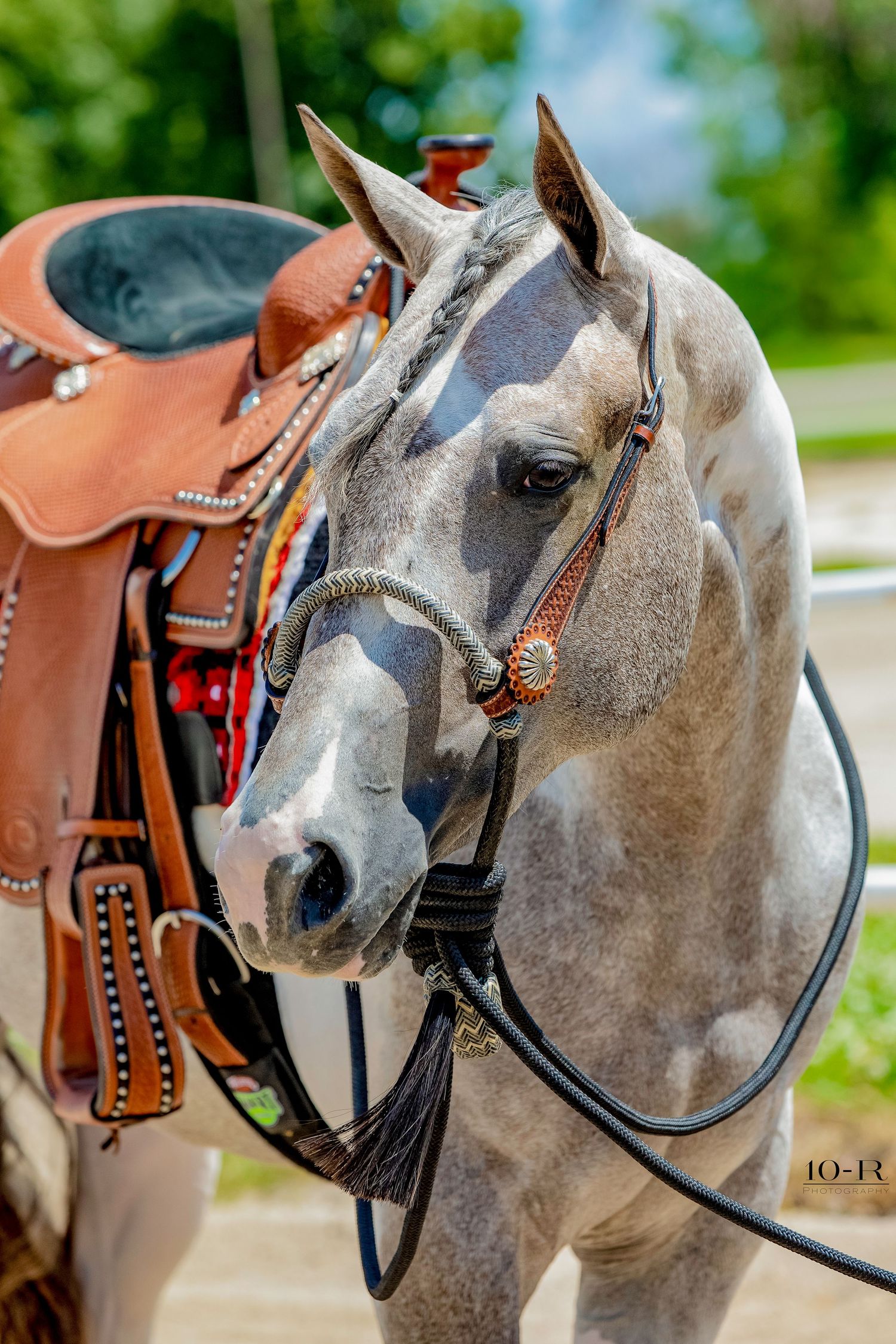Close-up portrait of a dapple gray horse wearing a Western leather bridle and saddle with decorative details.