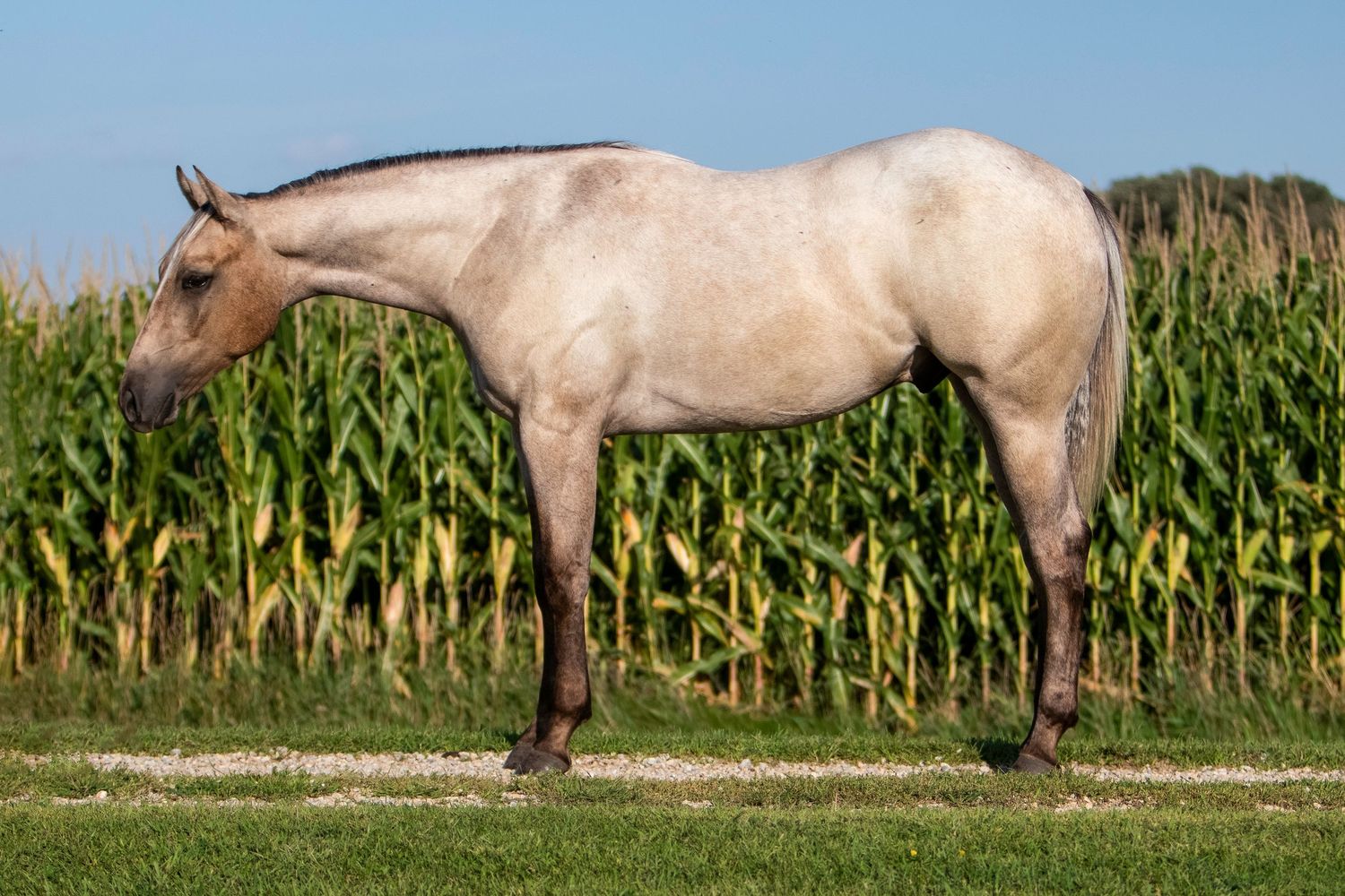 Cream-colored horse standing in profile against a cornfield background.