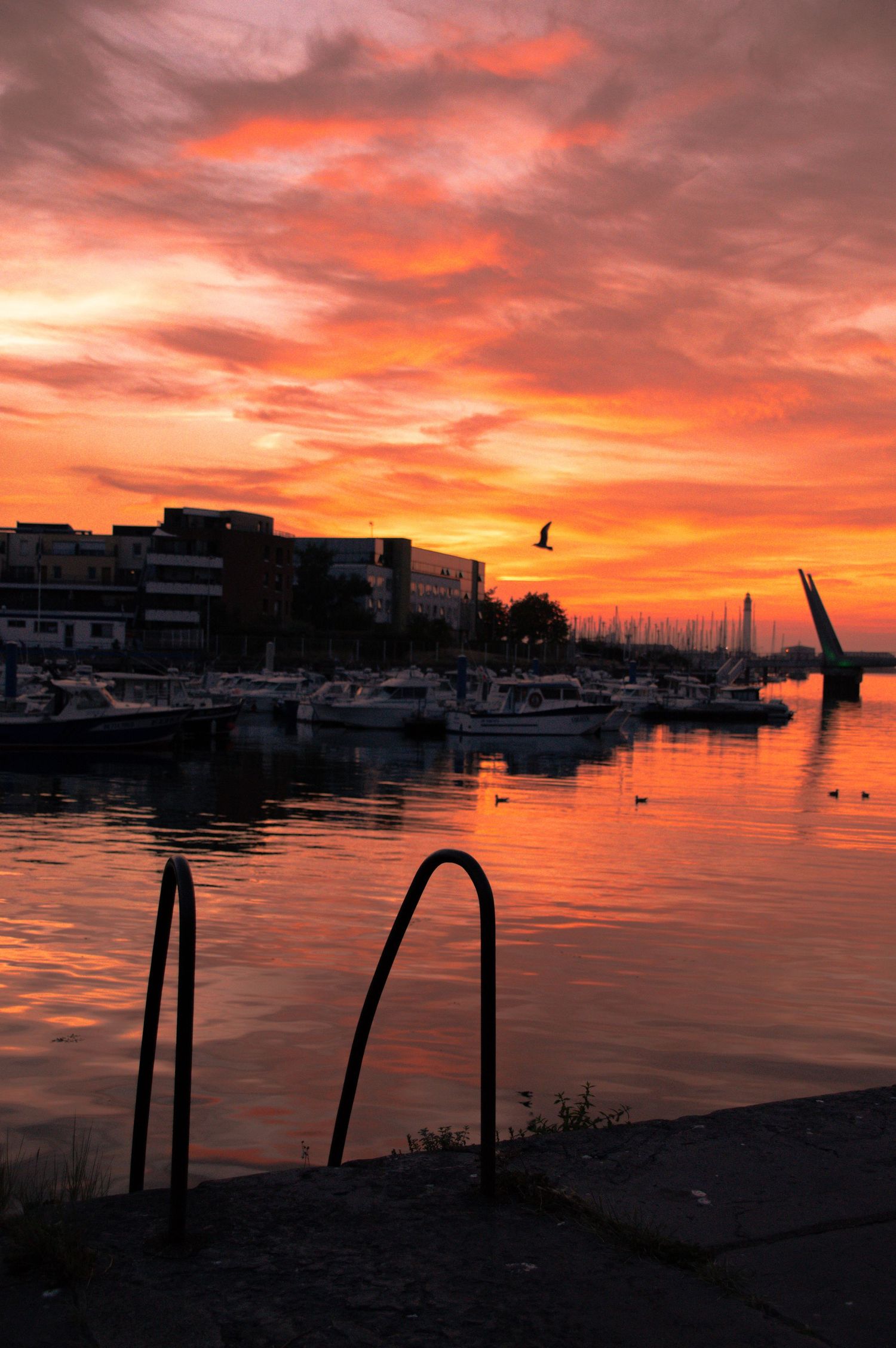 Stunning orange and red sunset over a marina with boats, reflecting on calm water, with a bird in flight and city skyline.