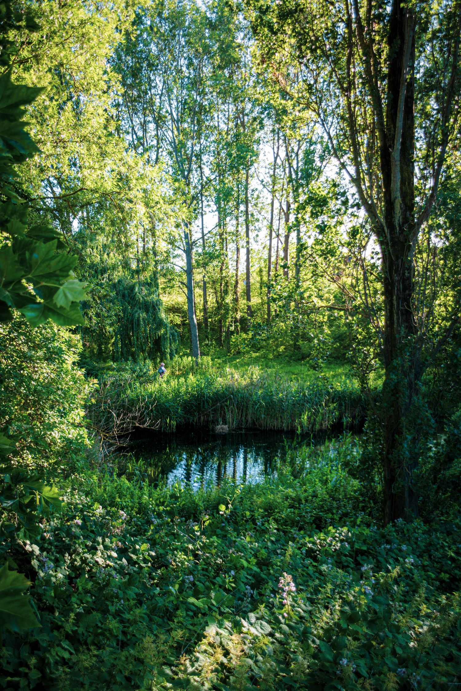 Sunlit forest pond surrounded by lush green trees, shrubs, and reeds in a tranquil woodland setting.