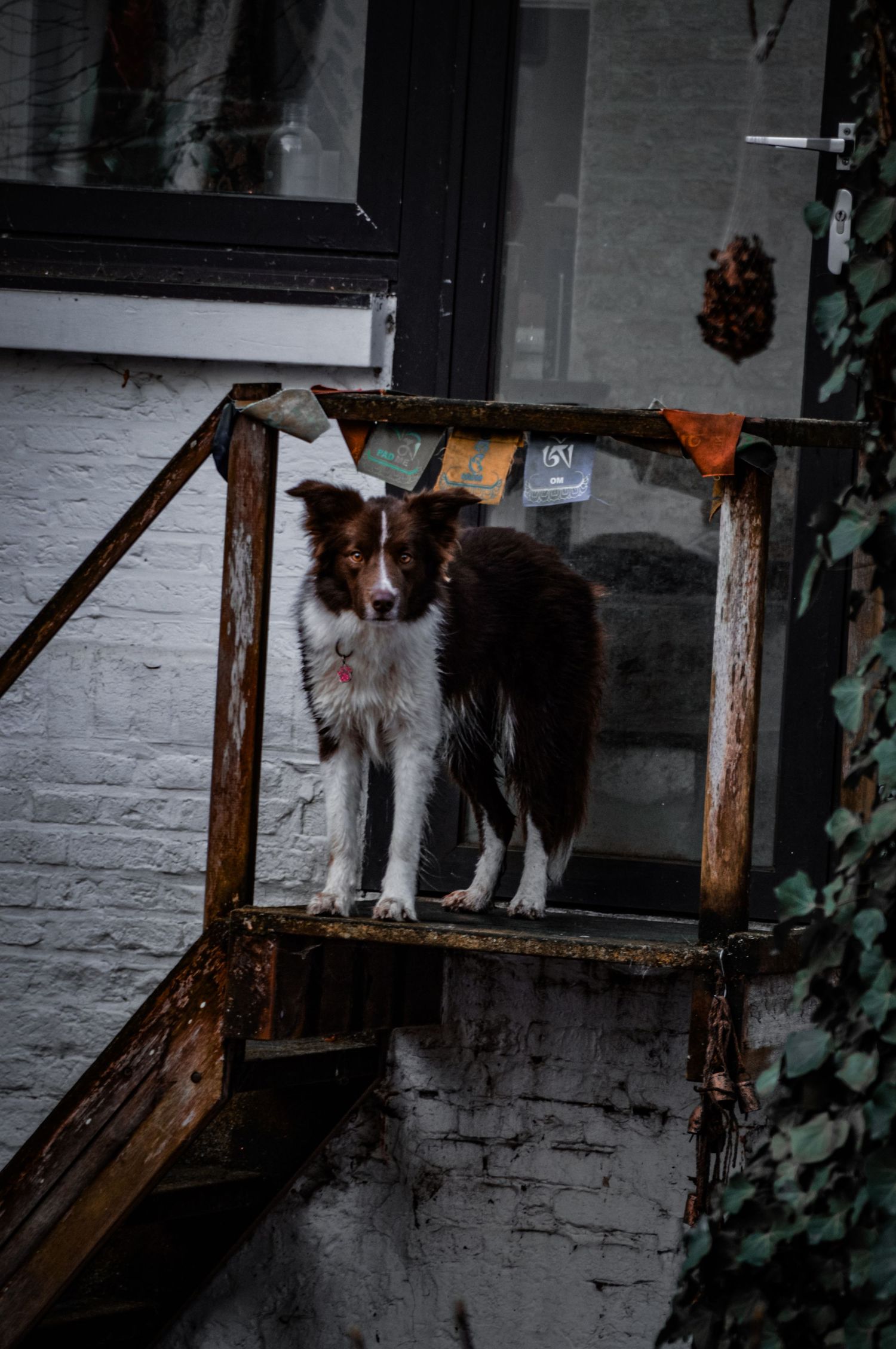 Two cats sitting on a wooden ledge against a white brick wall.