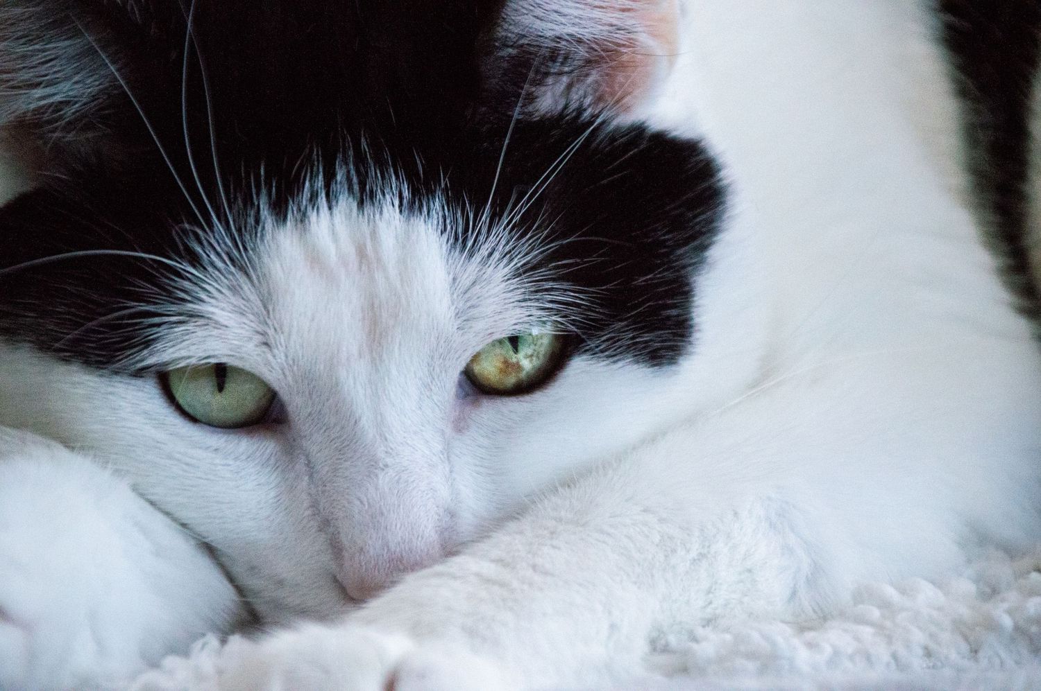 Close-up of a black and white cat with striking green eyes resting on a soft white surface.