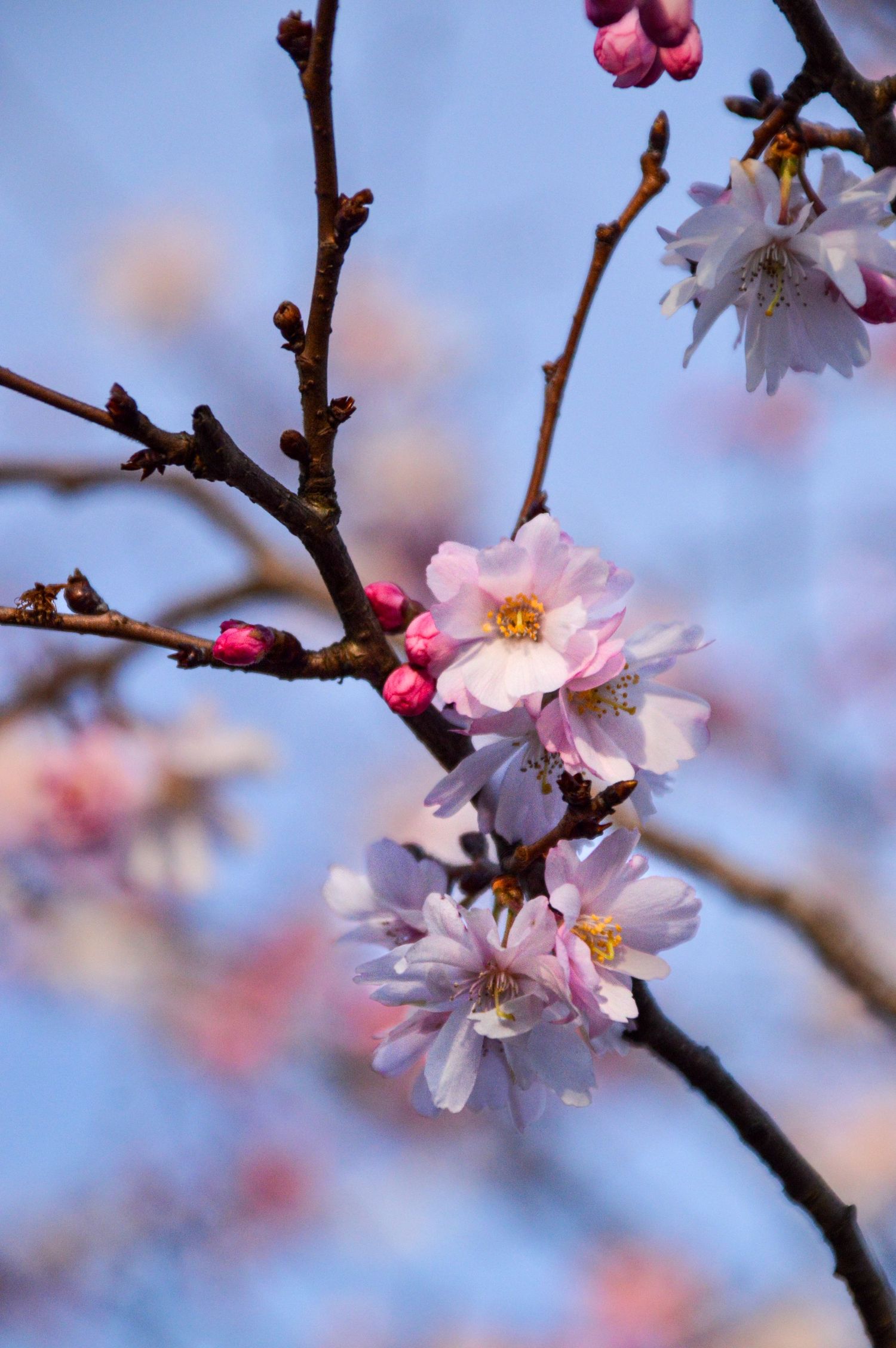 Gros plan sur des fleurs de cerisier rose pâle avec des bourgeons sur une branche, sur fond de ciel bleu.
à Dunkerque
