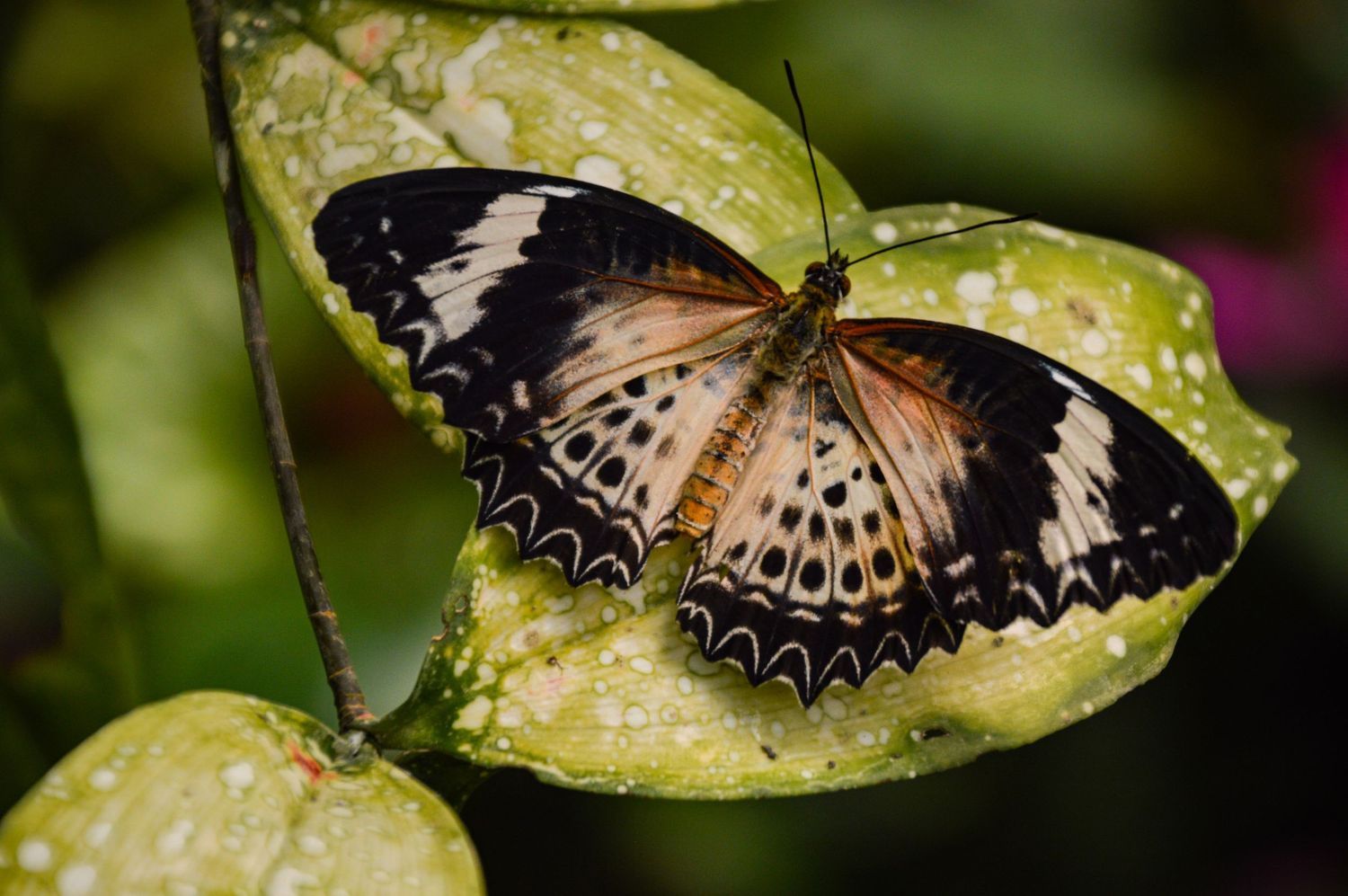 Brown and white patterned butterfly resting on wet green leaf.