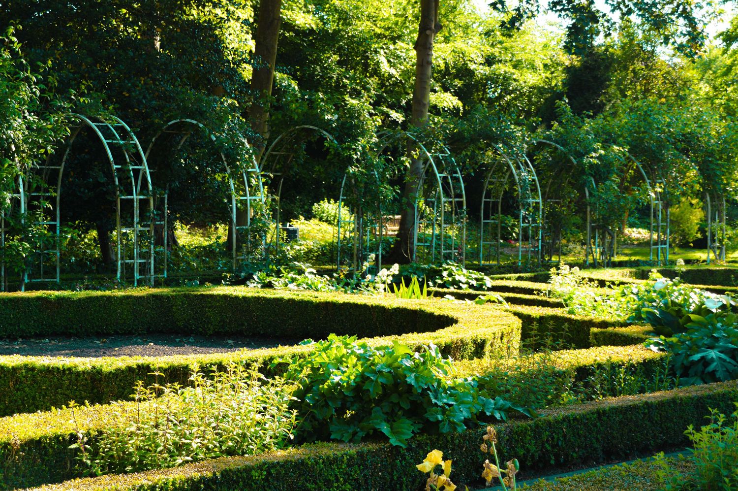 Landscaped garden path with metal arches and hedges in summer sunlight.