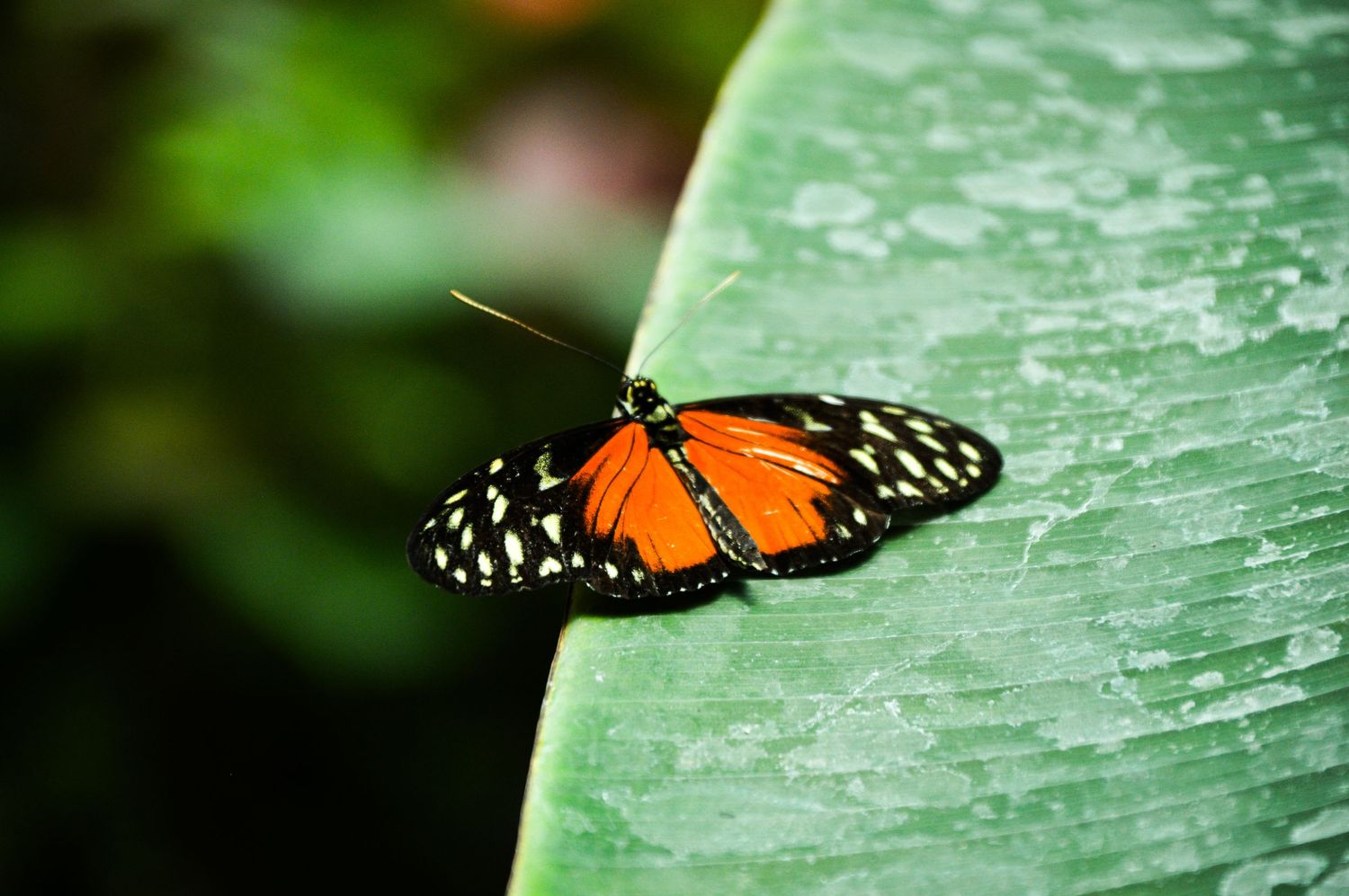 A monarch butterfly perches delicately on a large green leaf.