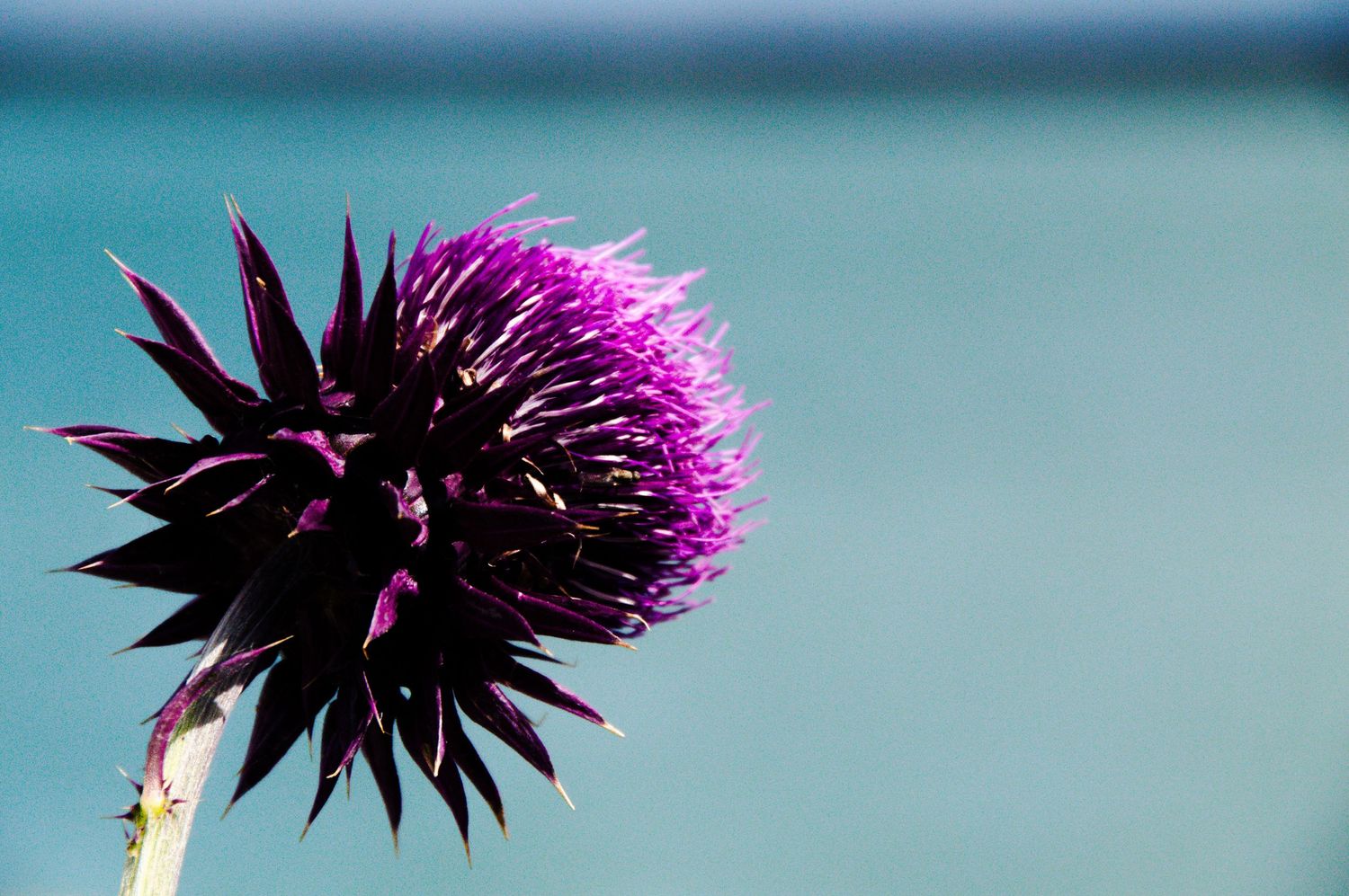 Vibrant purple thistle flower with spiky petals against a blurred turquoise background in natural light.
