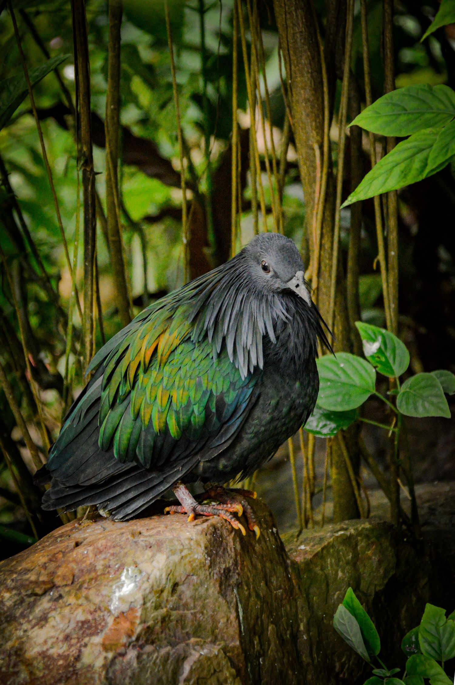 Dark-feathered bird perched on a rock among green foliage in a natural setting.