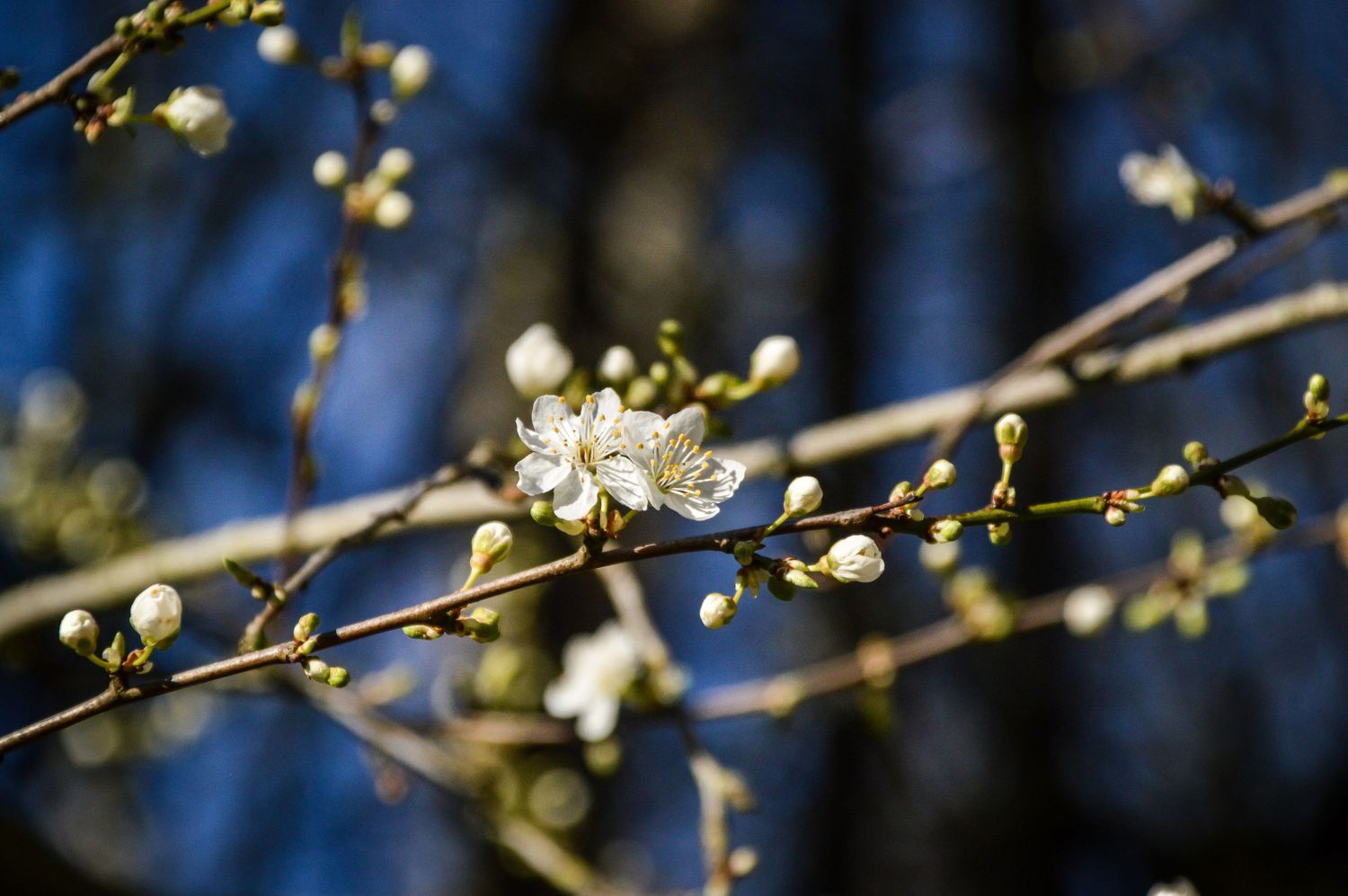 White fruit tree blossoms emerging on branches against a deep blue background.