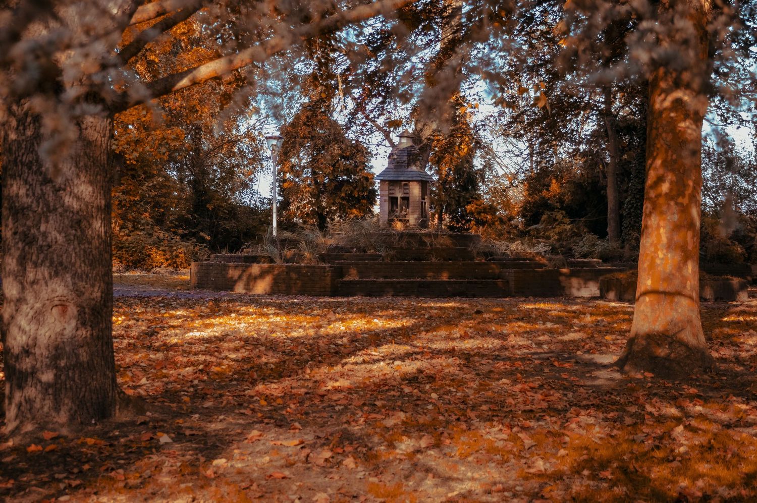Autumn forest landscape with golden sunlight filtering through trees.