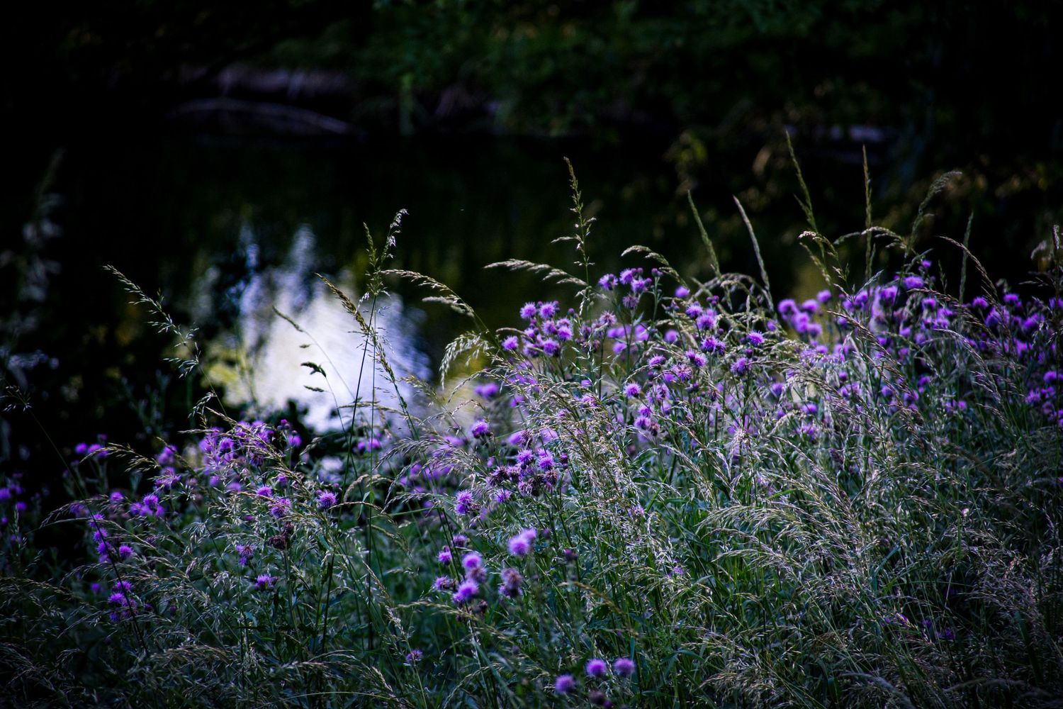 Purple wildflowers bloom along a dark, reflective pond edge surrounded by lush green grasses in a serene natural setting.
