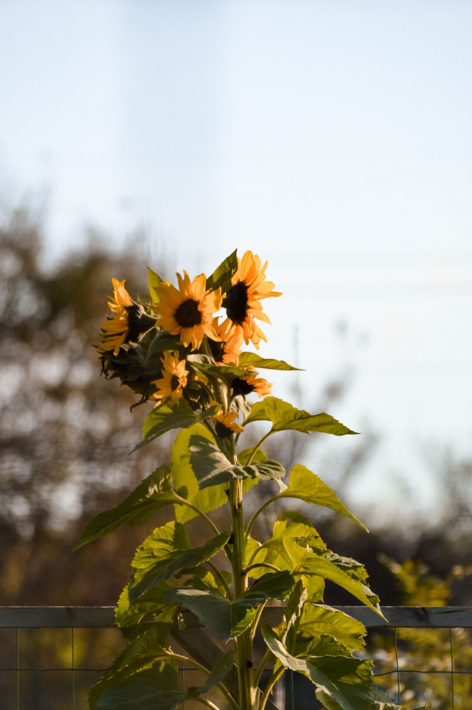 Sunflowers reaching toward the sky with bright yellow petals against a light background.