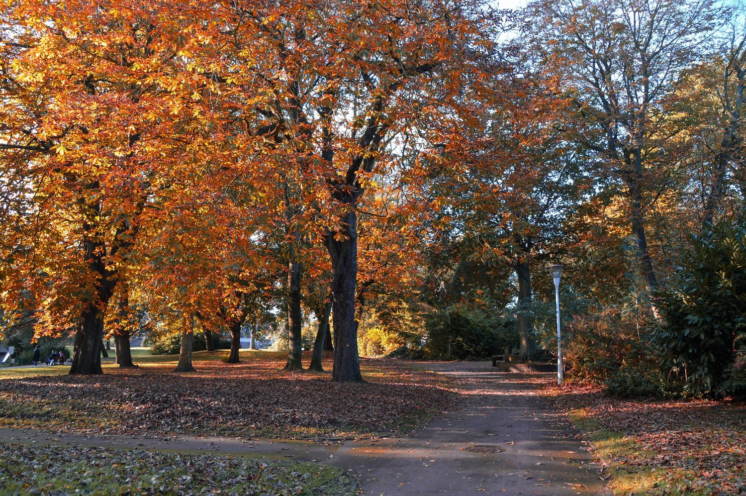 Beautiful autumn path lined with orange and golden trees during fall season.