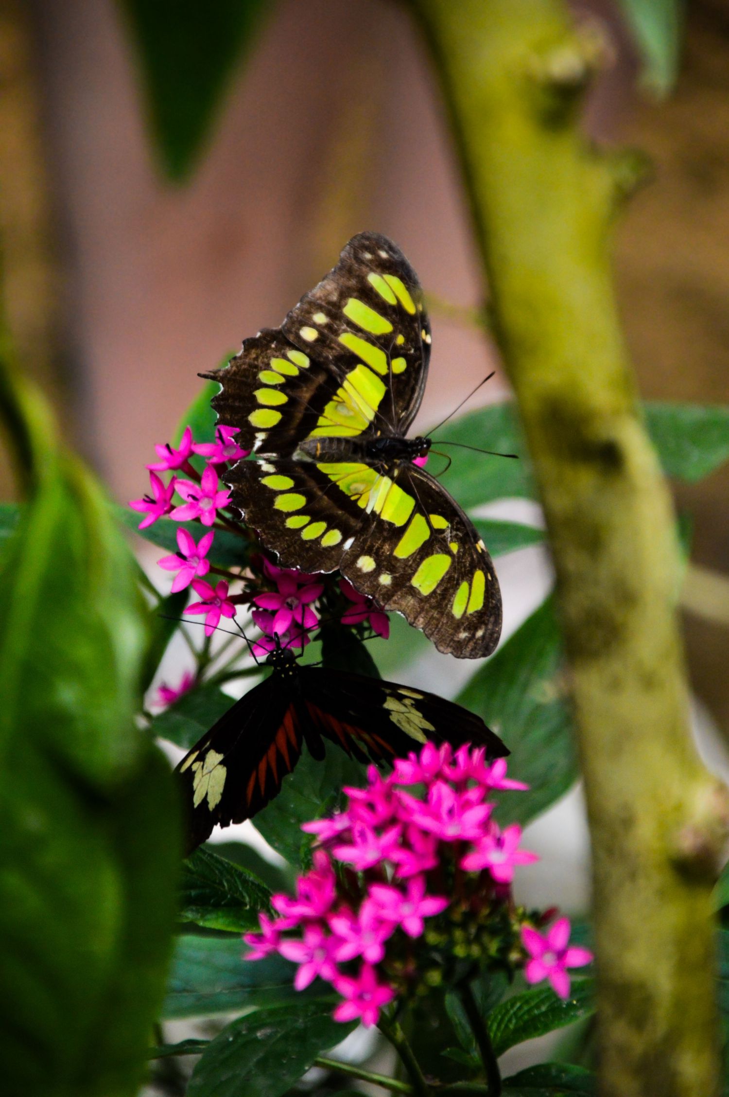 A colorful butterfly feeds on bright pink flowers in a garden.