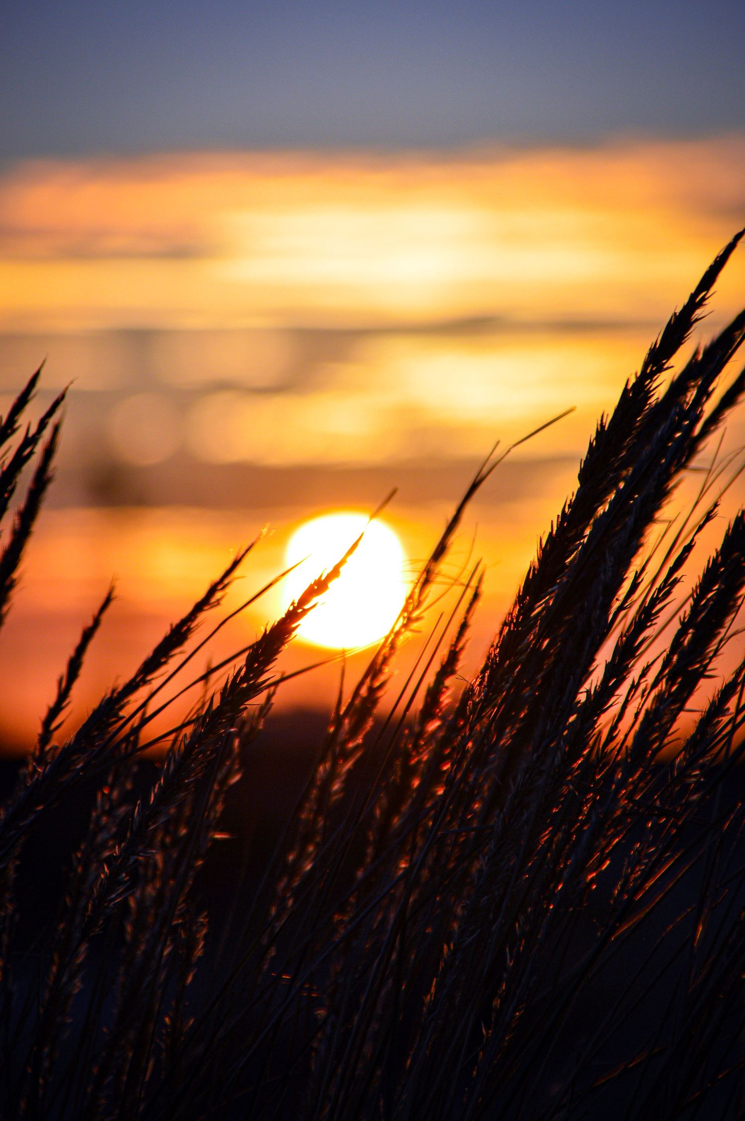 Tall grass silhouetted against vibrant orange sunset with sun visible through stalks.