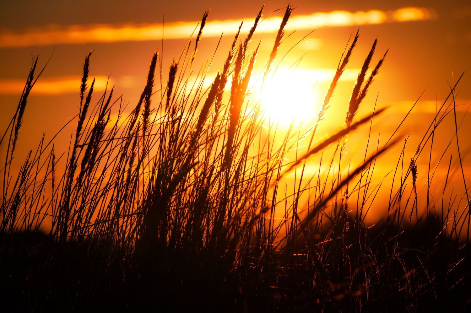 Dramatic sunset through tall grass silhouettes creating a natural pattern.