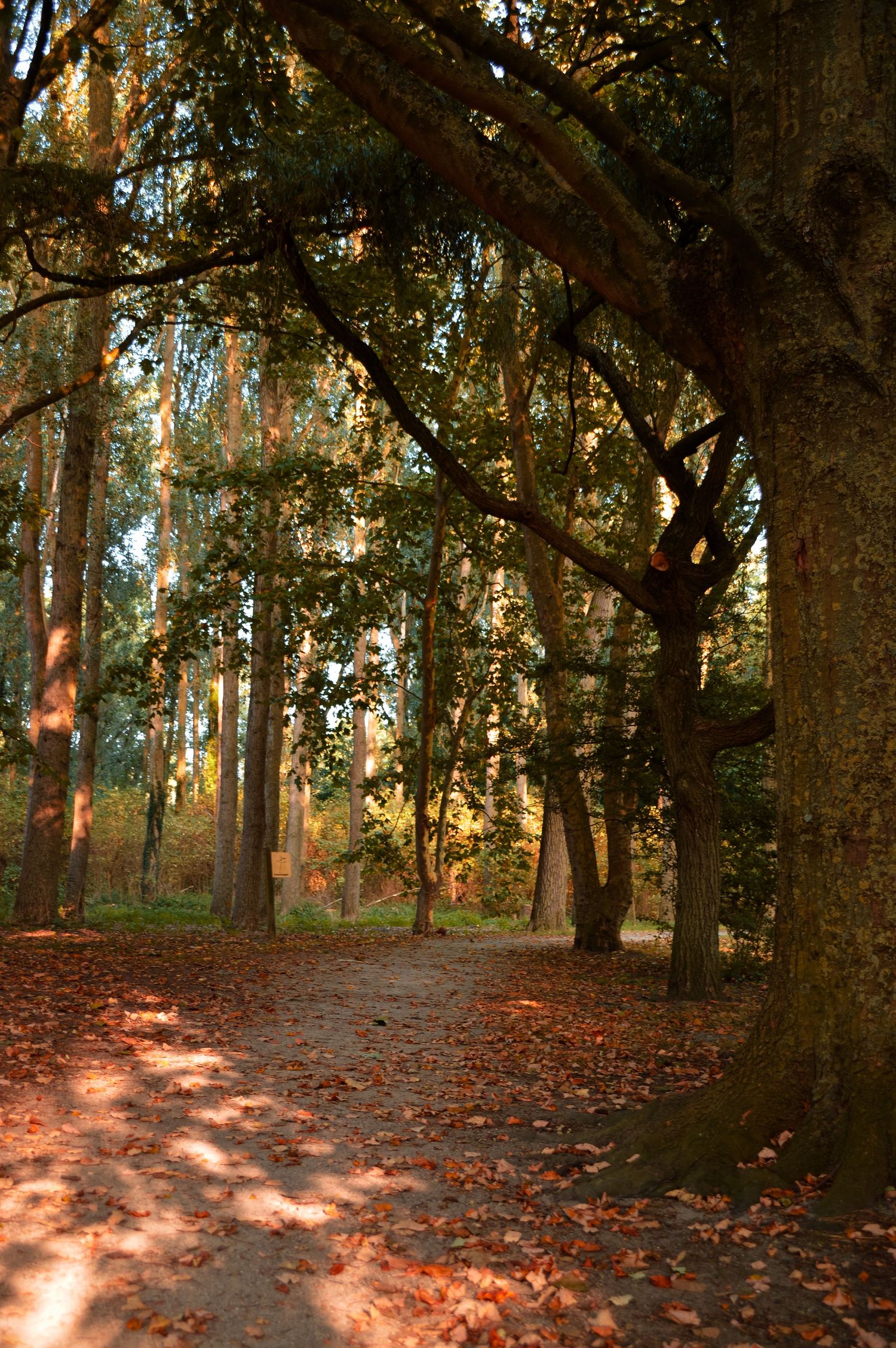 A sunlit forest path covered in fallen autumn leaves between tall trees.