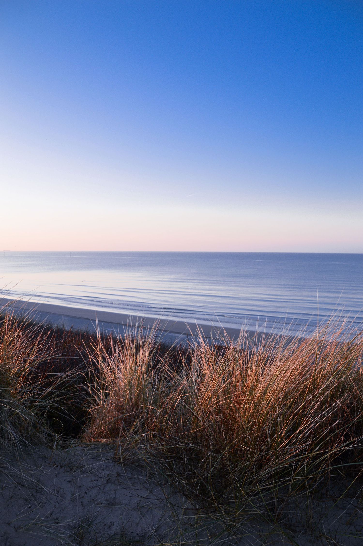 Coastal landscape with beach grass in foreground and calm ocean stretching to the horizon.