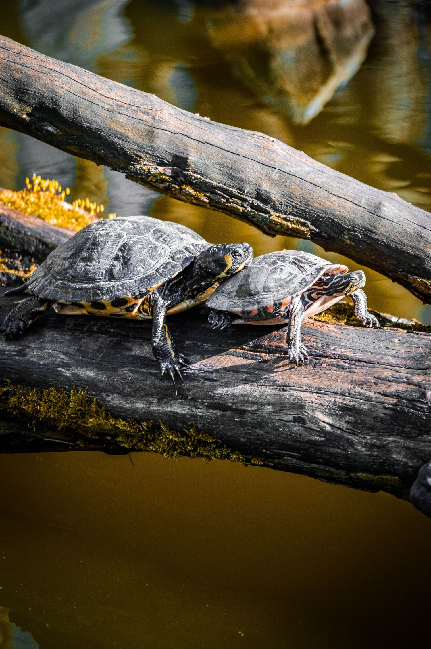 Small turtles basking on a fallen log over murky water.