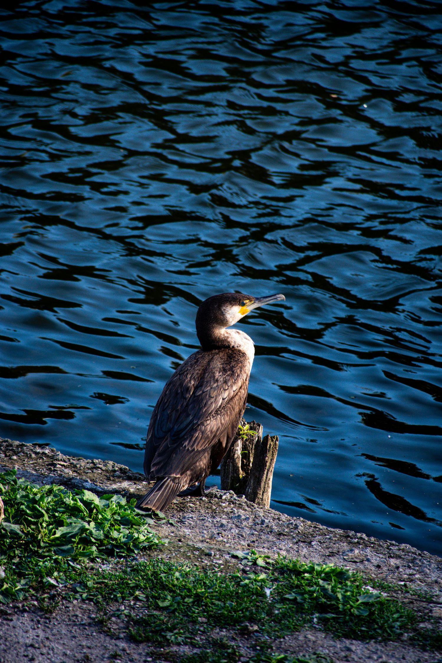 A cormorant bird perched on a wooden post by a blue rippling lake shore in natural sunlight.