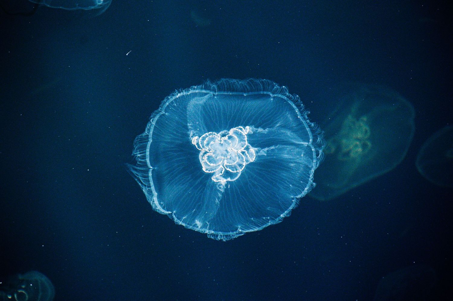 A glowing blue moon jellyfish floats gracefully in dark ocean water, showcasing its translucent bell and intricate patterns.